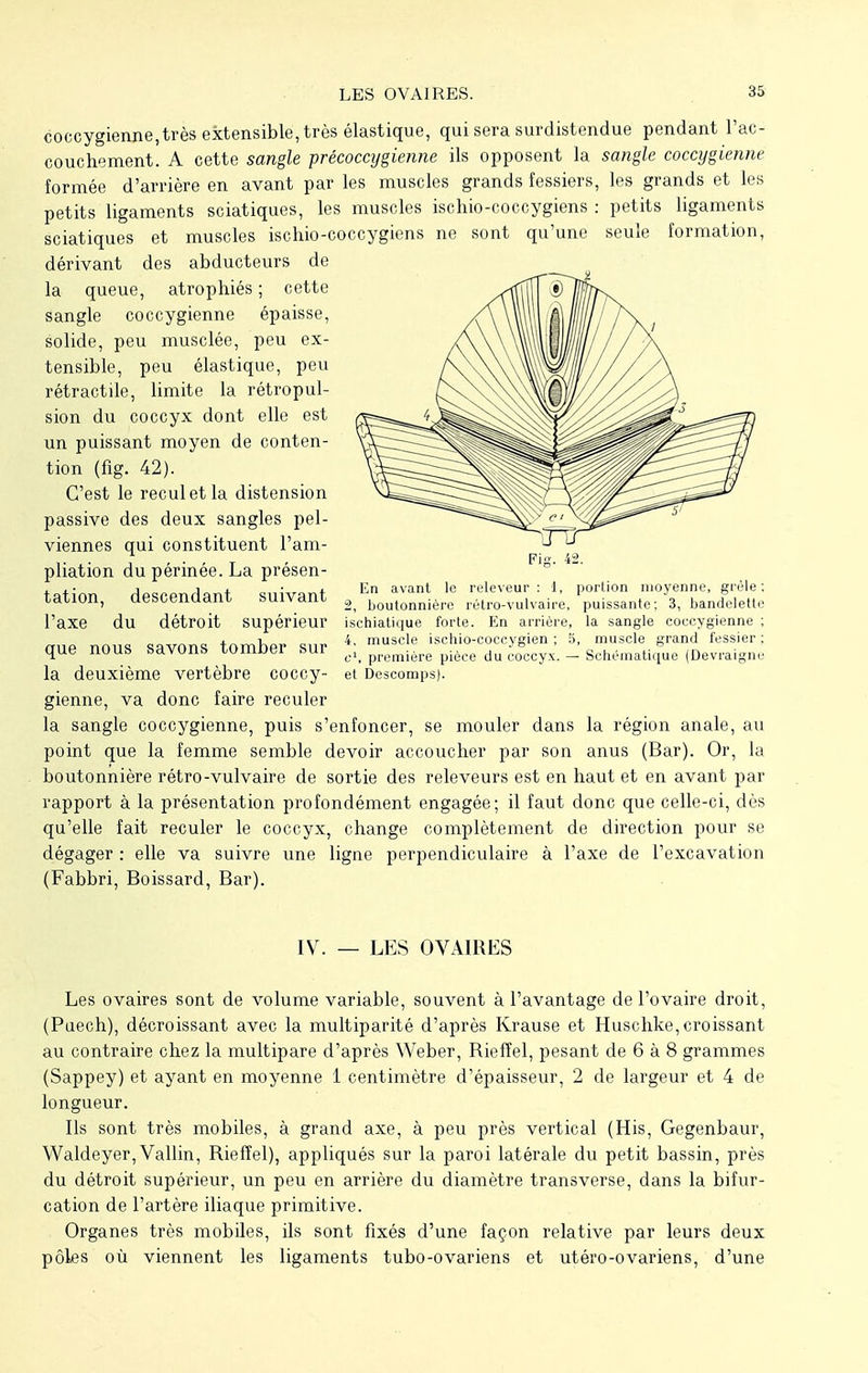 seule formation, coccygienne,très extensible, très élastique, qui sera surdistendue pendant l'ac- couchement. A cette sangle précoccygienne ils opposent la sangle coccygienne formée d'arrière en avant par les muscles grands fessiers, les grands et les petits ligaments sciatiques, les muscles ischio-coccygiens : petits ligaments sciatiques et muscles ischio-coccygiens ne sont qu'une dérivant des abducteurs de la queue, atrophiés ; cette sangle coccygienne épaisse, solide, peu musclée, peu ex- tensible, peu élastique, peu rétractile, limite la rétropul- sion du coccyx dont elle est un puissant moyen de conten- tion (fig. 42). C'est le recul et la distension passive des deux sangles pel- viennes qui constituent l'am- pliation du périnée. La présen- tation, descendant suivant l'axe du détroit supérieur que nous savons tomber sur la deuxième vertèbre coccy- gienne, va donc faire reculer la sangle coccygienne, puis s'enfoncer, se mouler dans la région anale, au point que la femme semble devoir accoucher par son anus (Bar). Or, la boutonnière rétro-vulvaire de sortie des releveurs est en haut et en avant par rapport à la présentation profondément engagée; il faut donc que celle-ci, dès qu'elle fait reculer le coccyx, change complètement de direction pour se dégager : elle va suivre une ligne perpendiculaire à l'axe de l'excavation (Fabbri, Boissard, Bar). En avant le releveur : 1, portion moyenne, grêle: 2, boutonnière rétro-vulvaire, puissante; 3, bandelette isehiatique forte. En arrière, la sangle coecygienne ; 4, muscle ischio-coccygien ; 5, muscle grand fessier ; c\ première pièce du coccyx. — Schématique (Devraigne et Descomps). IV. — LES OVAIRES Les ovaires sont de volume variable, souvent à l'avantage de l'ovaire droit, (Puech), décroissant avec la multiparité d'après Krause et Huschke,croissant au contraire chez la multipare d'après Weber, Rieffel, pesant de 6 à 8 grammes (Sappey) et ayant en moyenne 1 centimètre d'épaisseur, 2 de largeur et 4 de longueur. Ils sont très mobiles, à grand axe, à peu près vertical (His, Gegenbaur, Waldeyer, Vallin, Rieffel), appliqués sur la paroi latérale du petit bassin, près du détroit supérieur, un peu en arrière du diamètre transverse, dans la bifur- cation de l'artère iliaque primitive. Organes très mobiles, ils sont fixés d'une façon relative par leurs deux pôles où viennent les ligaments tubo-ovariens et utéro-ovariens, d'une