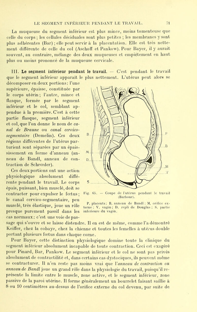 La muqueuse du segment inférieur est plus mince, moins tomenteuse que celle du corps ; les cellules déciduales sont plus petites ; les membranes y sont plus adhérentes (Bar) ; elle peut servir à la placentation. Elle est très nette- ment différente de celle du col (Aschofî et Pankow). Pour Bayer, il y aurait souvent, au contraire, mélange des deux muqueuses et empiétement en haut plus ou moins prononcé de la muqueuse cervicale. III. Le segment inférieur pendant le travail. — C'est pendant le travail que le segment inférieur apparaît le plus nettement. L'utérus peut alors se décomposer en deux portions: l'une supérieure, épaisse, constituée par le corps utérin ; l'autre, mince et flasque, formée par le segment inférieur et le col, semblant ap- pendue à la première. C'est à cette partie flasque, segment inférieur et col, que l'on donne le nom de ca- nal de Braune ou canal cervico- segmentaire (Demelin). Ces deux régions différentes de l'utérus par- turient sont séparées par un épais- sissement en forme d'anneau (an- neau de Bandl, anneau de con- traction de Schrœder). Ces deux portions ont une action physiologique absolument diffé- rente pendant le travail. Le corps épais, puissant, bien musclé, doit se contracter pour expulser le fœtus ; le canal cervico-segmentaire, peu musclé, très élastique, joue un rôle presque purement passif dans les cas normaux: c'est une voie de pas- sage qui s'ouvre et se laisse distendre. Il en est de même, comme l'a démontré Keiffer, chez la cobaye, chez la chienne et toutes les femelles à utérus double portant plusieurs fœtus dans chaque corne. Pour Bayer, cette distinction physiologique domine toute la clinique du segment inférieur absolument incapable de toute contraction. Ceci est exagéré pour Pinard, Bar, Pankow. Le segment inférieur et le col ne sont pas privés absolument de contractilité et, dans certains cas dystociques, ils peuvent même se contracturer. Il n'en reste pas moins vrai que Vanneau de contraction ou anneau de Bandl joue un grand rôle dans la physiologie du travail, puisqu'il re- présente la limite entre le muscle, zone active, et le segment inférieur, zone passive de la paroi utérine. Il forme généralement un bourrelet faisant saillie à 8 ou 10 centimètres au-dessus de l'orifice externe du col devenu, par suite de Fi g. 65. Coupe île l'utérus pendant le travail (Barbour). P, placenta; B, anneau de Bandl; M, orifice ex- terne ; V, vagin ; D, repli de Douglas ; S. partie inférieure du vagin.