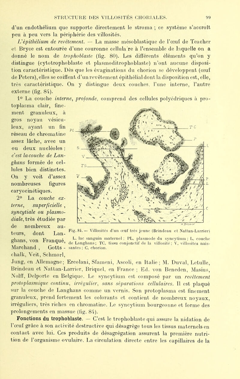 d'un endothélium que supporte directement le stroma ; ce système s'accroît peu à peu vers la périphérie des villosités. IJépithêlium de revêtement. — La masse mésoblastique de l'œuf de Teacher et Bryce est entourée d'une couronne cellula re à l'ensemble de laquelle on a donné le nom de trophoblaste (fig. 80). Les différents éléments qu'on y distingue (cytotrophoblaste et plasmoditrophoblaste) n'ont aucune disposi- tion caractéristique. Dès que les évaginations du chorion se développent (oeuf de Peters), elles se coiffent d'un revêtement épithélial dont la disposition est, elle, très caractéristique. On y distingue deux couches, l'une interne, l'autre externe (fig. 84). 1° La couche interne, profonde, comprend des cellules polyédriques à pro- toplasma clair, fine- ment granuleux, à gros noyau vésicu- leux, ayant un fin réseau de chromatine assez lâche, avec un ou deux nucléoles : c'est la couche de Lan- ghans formée de cel- lules bien distinctes. On y voit d'assez nombreuses figures caryocinétiques. 2° La couche ex- terne, superficielle , syncytiale ou plasmo- diale, très étudiée par de nombreux au- teurs, dont Lan- ghans, von Franqué, Marchand , Gotts - chalk, Veit, Schmorl, Jung, en Allemagne; Ercolani, Sîameni, Ascoli, en Italie; M. Duval, Letulle, Brindeau et Nattan-Larrier, Briquel, en France ; Ed. von Beneden, Masius, Nolff, Delporte en Belgique. Le syncytium est composé par un revêtement protoplasmique continu, irrégulier, sans séparations cellulaires. Il est plaqué sur la couche de Langhans comme un vernis. Son protoplasma est finement granuleux, prend fortement les colorants et contient de nombreux noyaux, irréguliers, très riches en chromatine. Le syncytium bourgeonne et forme des prolongements en massue (fig. 84). Fonctions du trophoblaste. — C'est le trophoblaste qui assure la nidation de l'œuf grâce à son activité destructive qui désagrège tous les tissus maternels en contact avec lui. Ces produits de désagrégation assurent la première nutri- tion de l'organisme ovulaire. La circulation directe entre les capillaires de la Fig. 84. — Villosités d'un œuf très jeune (Brindeau et Nattan-Larrier) L. lac sanguin maternel : PL, plasmode du syncytium ; L, couche de Langhans; TC, tissu conjonctif de la villositë ; V, villosités nais- santes ; C, chorion.