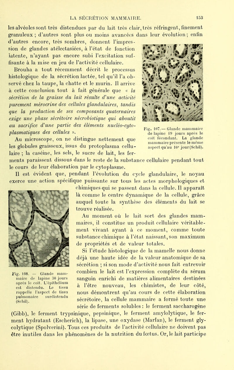 T V- y-< Fig. 107.— Glande mammaire de lapine 19 jours après le coït fécondant. La glande mammaire présente le même aspect qu'au 16e jour(Schil). les alvéoles sont très distendues par du lait très clair, très réfringent, finement granuleux ; d'autres sont plus ou moins avancées dans leur évolution ; enfin d'autres encore, très sombres, donnent l'impres- sion de glandes atélectasiées, à l'état de fonction latente, n'ayant pas encore subi l'excitation suf- fisante à la mise en jeu de l'activité cellulaire. Brouha a tout récemment décrit le processus histologique de la sécrétion lactée, tel qu'il l'a ob- servé chez la taupe, la chatte et le murin. Il arrive à cette conclusion tout à fait générale que « la sécrétion de la graisse du lait résulte d'une activité purement mèrocrine des cellules glandulaires, tandis que la production de ses composants quaternaires exige une phase sécrétoire nêcrobiotique qui aboutit au sacrifice d'une partie des éléments nuclêo-cyto- plasmatiques des cellules ». Au microscope, on ne distingue nettement que les globules graisseux, issus du protoplasma cellu- laire ; la caséine, les sels, le sucre de lait, les fer- ments paraissent dissous dans le reste de la substance cellulaire pendant tout le cours de leur élaboration par le cytoplasme. Il est évident que, pendant l'évolution du cycle glandulaire, le noyau exerce une action spécifique puissante sur tous les actes morphologiques et chimiques qui se passent dans la cellule. Il apparaît là comme le centre dynamique de la cellule, grâce auquel toute la synthèse des éléments du lait se trouve réalisée. Au moment où le lait sort des glandes mam- maires, il constitue un produit cellulaire véritable- ment vivant ayant à ce moment, comme toute substance chimique à l'état naissant, son maximum de propriétés et de valeur totales. Si l'étude histologique de la mamelle nous donne déjà une haute idée de la valeur anatomique de sa sécrétion ; si son mode d'activité nous fait entrevoir combien le lait est l'expression complète du sérum sanguin enrichi de matières alimentaires destinées à l'être nouveau, les chimistes, de leur côté, nous démontrent qu'au cours de cette élaboration sécrétoire, la cellule mammaire a formé toute une série de ferments solubles : le ferment saccharogène (Gibb), le ferment trypsinique, pepsinique, le ferment amylolytique, le fer- ment hydratant (Escherich), la lipase, une oxydase (Marfan), le ferment gly- colytique (Spolverini). Tous ces produits de l'activité cellulaire ne doivent pas être inutiles dans les phénomènes de la nutrition du foetus. Or, le lait participe Fig. 108. — Glande mam- maire de lapine 30 jours après le coït. L'épithélium est distendu. Le tissu rappelle l'aspect de tissu pulmonaire surdistendu (Schil).