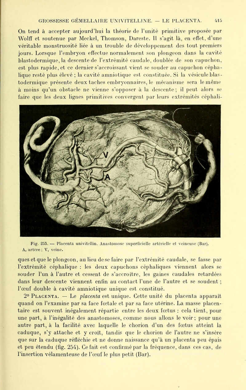 On tend à accepter aujourd'hui la théorie de l'unité primitive proposée par Wolff et soutenue par Meckel, Thomson, Dareste. Il s'agit là, en effet, d'une véritable monstruosité liée à un trouble de développement des tout premiers jours. Lorsque l'embryon effectue normalement son plongeon dans la cavité blastodermique, la descente de l'extrémité caudale, doublée de son capuchon, est plus rapide, et ce dernier s'accroissant vient se souder au capuchon cépha- lique resté plus élevé ; la cavité amniotique est constituée. Si la vésicule blas- todermique présente deux taches embryonnaires, le mécanisme sera le même à moins qu'un obstacle ne vienne s'opposer à la descente ; il peut alors se faire que les deux lignes primitives convergent par leurs extrémités céphali- Fig. 255. — Placenta univitellin. Anastomose superficielle artérielle et veineuse (Bar). A, artère ; V, veine. ques et que le plongeon, au lieu de se faire par l'extrémité caudale, se fasse par l'extrémité céphalique : les deux capuchons céphaliques viennent alors se souder l'un à l'autre et cessent de s'accroître, les gaines caudales retardées dans leur descente viennent enfin au contact l'une de l'autre et se soudent ; l'œuf double à cavité amniotique unique est constitué. 2° Placenta. — Le placenta est unique. Cette unité du placenta apparaît quand on l'examine par sa face fœtale et par sa face utérine. La masse placen- taire est souvent inégalement répartie entre les deux fœtus : cela tient, pour une part, à l'inégalité des anastomoses, comme nous allons le voir ; pour une autre part, à la facilité avec laquelle le chorion d'un des fœtus atteint la caduque, s'y attache et y croît, tandis que le chorion de l'autre ne s'insère que sur la caduque réfléchie et ne donne naissance qu'à un placenta peu épais et peu étendu (fig. 254). Ce fait est confirmé par la fréquence, dans ces cas, de l'insertion vélamenteuse de l'œuf le plus petit (Bar).