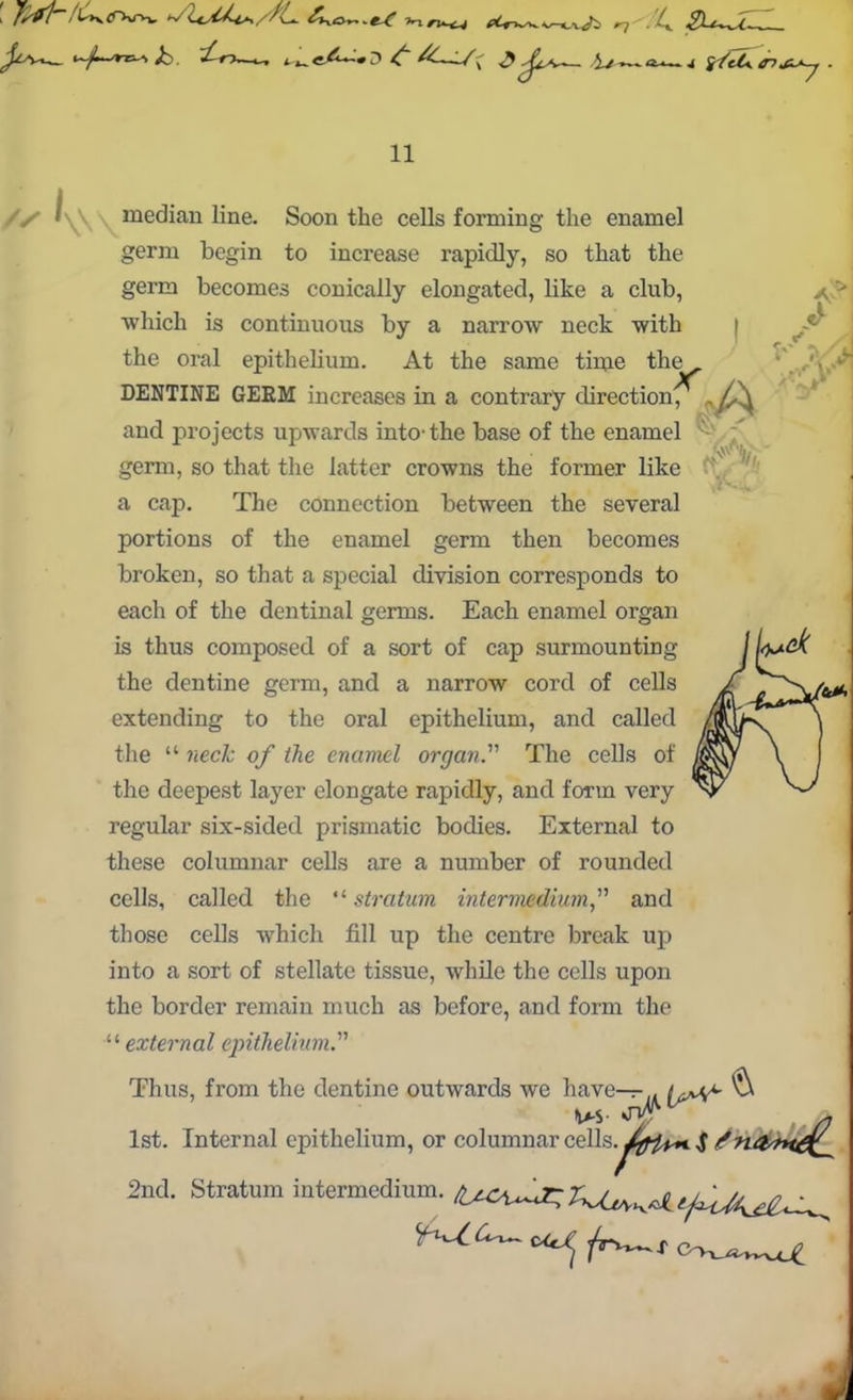 Ov w 'hr\ \r-4~x^> r~) ^Viw i~jj^Arc~*> . '£-t~K- u, t^. 3 ^ ^—/I( ~ '£-/-'*»« /4 2Ll~u— 4 i /ct>. tnjLsy 11 // \\ median line. Soon the cells forming the enamel germ begin to increase rapidly, so that the germ becomes conically elongated, like a club, ■which is continuous by a narrow neck with the oral epithelium. At the same time the DENTINE GEEM increases in a contrary direction •-A and projects upwards into-the base of the enamel S - germ, so that the latter crowns the former like a cap. The connection between the several portions of the enamel germ then becomes broken, so that a special division corresponds to each of the dentinal germs. Each enamel organ is thus composed of a sort of cap surmounting the dentine germ, and a narrow cord of cells extending to the oral epithelium, and called the “ neck of the enamel organ.' The cells of the deepest layer elongate rapidly, and form very regular six-sided prismatic bodies. External to these columnar cells are a number of rounded cells, called the “ stratum intermedium,” and those cells which fill up the centre break up into a sort of stellate tissue, while the cells upon the border remain much as before, and form the “ external epithelium.''1 Thus, from the dentine outwards we have—,, S- vH/f & Ins- ist. Internal epithelium, or columnar cells.^r^»* ^ 2nd. Stratum intermedium. CO-LJitVvvC^