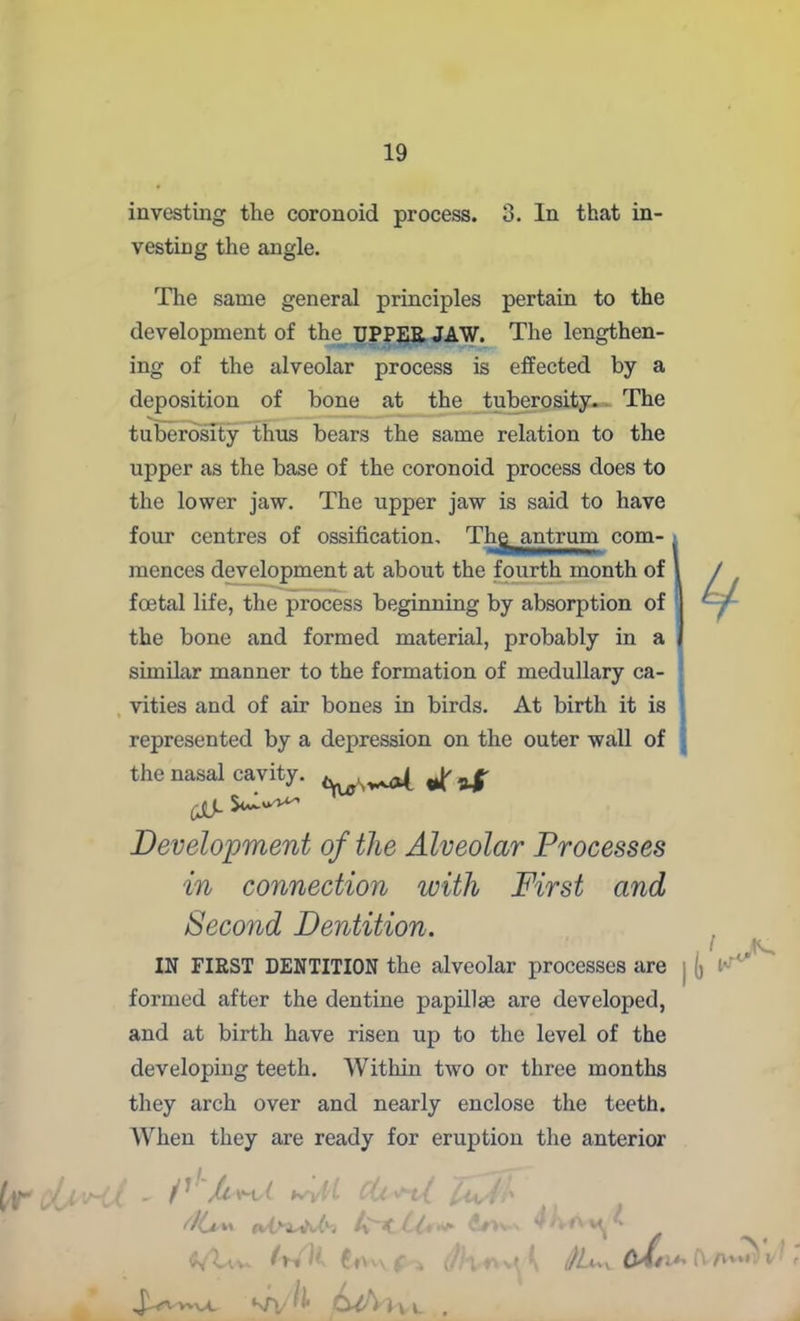 investing the coronoid process. 3. In that in- vesting the angle. The same general principles pertain to the development of the UPPER JAW. The lengthen- ing of the alveolar process is effected by a deposition of bone at the tuberosity. The tuberosity thus bears the same relation to the upper as the base of the coronoid process does to the lower jaw. The upper jaw is said to have four centres of ossification, Th& antrum com- mences development at about the fourth month of foetal life, the process beginning by absorption of the bone and formed material, probably in a similar manner to the formation of medullary ca- vities and of air bones in birds. At birth it is represented by a depression on the outer wall of the nasal cavity. J' Development of the Alveolar Processes in connection with First and Second Dentition. i IN FIRST DENTITION the alveolar processes are (j lT'-‘ formed after the dentine papillae are developed, and at birth have risen up to the level of the developing teeth. Within two or three months they arch over and nearly enclose the teeth. When they are ready for eruption the anterior (tf* JjWdA ~ A-v-t t kyli Cli^l * f . ,/■ DHl’, //Zui OAt^' (VA«»V , /i* bihl\ c .