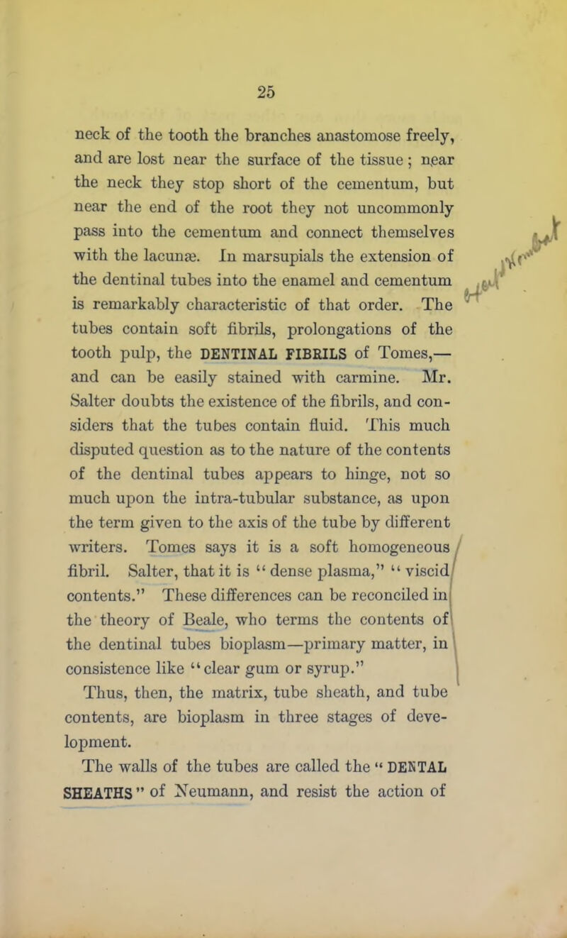 neck of the tooth the branches anastomose freely, and are lost near the surface of the tissue; near the neck they stop short of the cementum, but near the end of the root they not uncommonly pass into the cementum and connect themselves with the lacunae In marsupials the extension of the dentinal tubes into the enamel and cementum is remarkably characteristic of that order. The tubes contain soft fibrils, prolongations of the tooth pulp, the DENTINAL FIBRILS of Tomes,— and can be easily stained with carmine. Mr. Salter doubts the existence of the fibrils, and con- siders that the tubes contain fluid. This much disputed question as to the nature of the contents of the dentinal tubes appears to hinge, not so much upon the intra-tubular substance, as upon the term given to the axis of the tube by different writers. Tomes says it is a soft homogeneous fibril. Salter, that it is “ dense plasma,” “ viscid contents.” These differences can be reconciled in the theory of Beale, who terms the contents of the dentinal tubes bioplasm—primary matter, in consistence like “clear gum or syrup.” Thus, then, the matrix, tube sheath, and tube contents, are bioplasm in three stages of deve- lopment. The walls of the tubes are called the “ DENTAL SHEATHS” of Neumann, and resist the action of