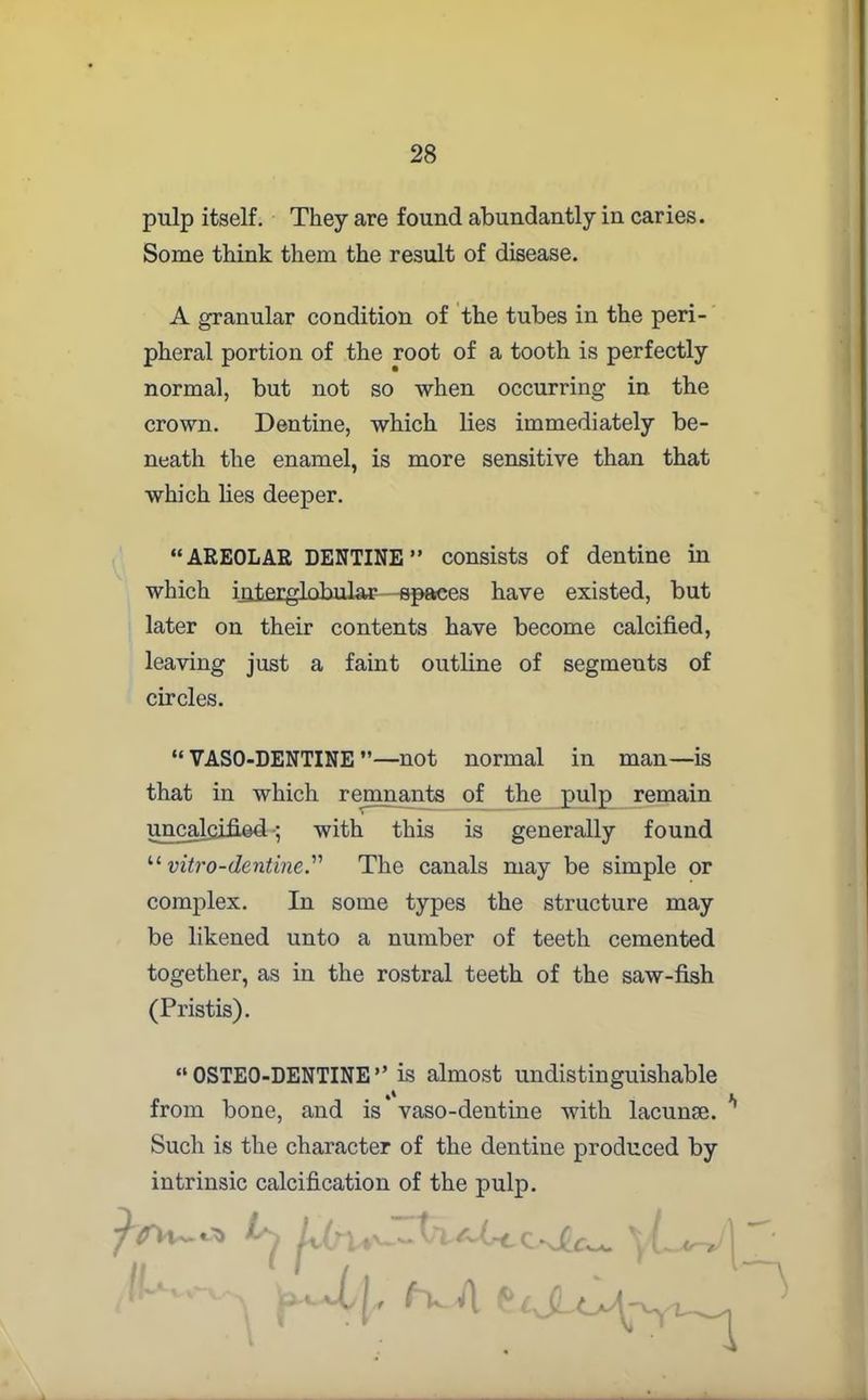 pulp itself. They are found abundantly in caries. Some think them the result of disease. A granular condition of the tubes in the peri- pheral portion of the root of a tooth is perfectly normal, but not so when occurring in the crown. Dentine, which lies immediately be- neath the enamel, is more sensitive than that which lies deeper. “AREOLAE DENTINE ” consists of dentine in which iaterglobular -spaces have existed, but later on their contents have become calcified, leaving just a faint outline of segments of circles. “ VASO-DENTINE ”—not normal in man—is that in which remnants of the pulp remain uncalcified •; with this is generally found “ vitro-dentine.” The canals may be simple or complex. In some types the structure may be likened unto a number of teeth cemented together, as in the rostral teeth of the saw-fish (Pristis). “OSTEO-DENTINE” is almost undistinguishable i from bone, and is vaso-dentine with lacunae. ^ Such is the character of the dentine produced by intrinsic calcification of the pulp. ^ 'j Lwj