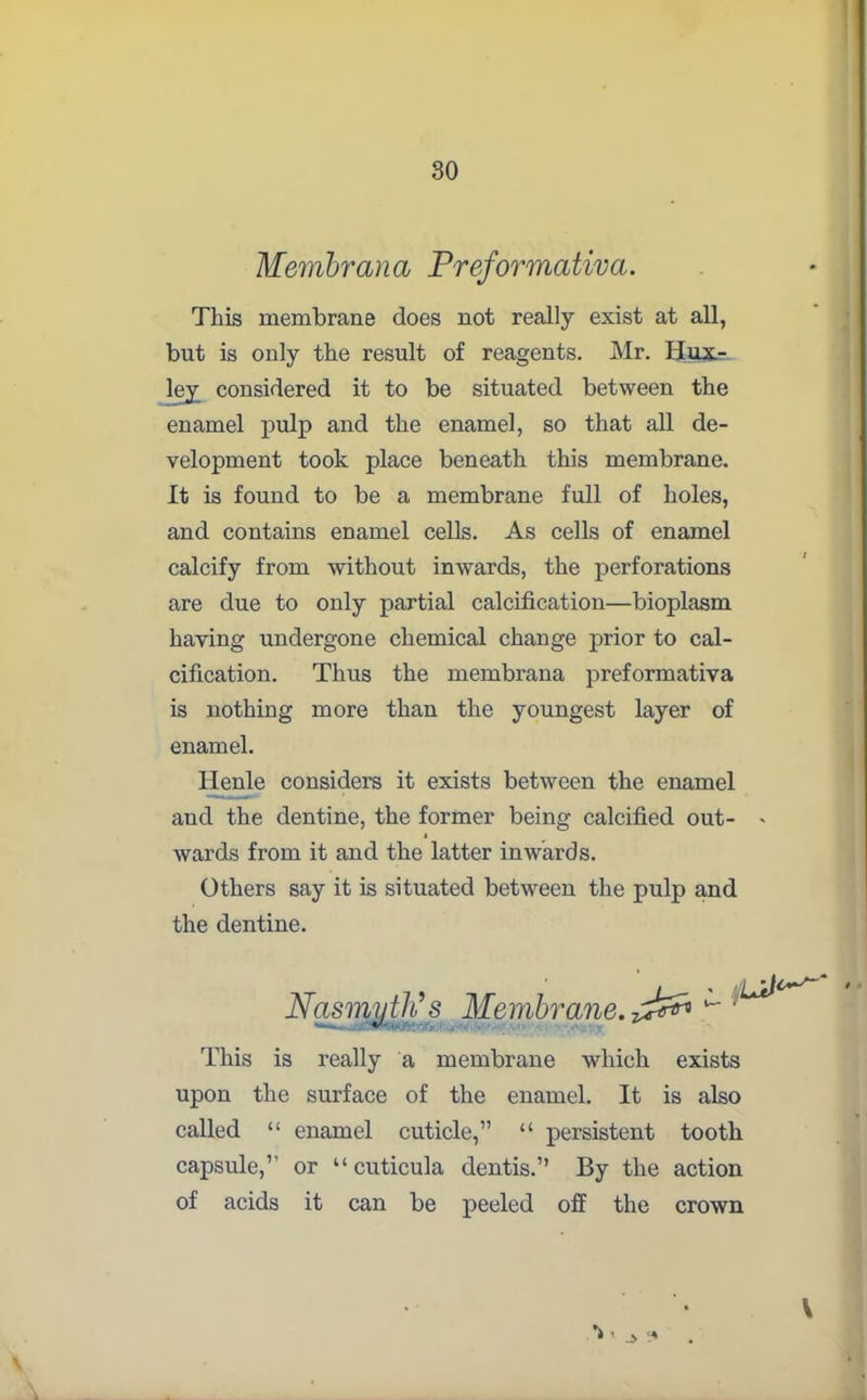 Membrana Preformativa. This membrane does not really exist at all, but is only the result of reagents. Mr. Hux- ley; considered it to be situated between the enamel pulp and the enamel, so that all de- velopment took place beneath this membrane. It is found to be a membrane full of holes, and contains enamel cells. As cells of enamel calcify from without inwards, the perforations are due to only partial calcification—bioplasm having undergone chemical change prior to cal- cification. Thus the membrana preformativa is nothing more than the youngest layer of enamel. Henle considers it exists between the enamel and the dentine, the former being calcified out- wards from it and the latter inwards. Others say it is situated between the pulp and the dentine. Nasmyth’s Membrane, -ck** This is really a membrane which exists upon the surface of the enamel. It is also called “ enamel cuticle,” “ persistent tooth capsule,” or “ cuticula dentis.” By the action of acids it can be peeled off the crown