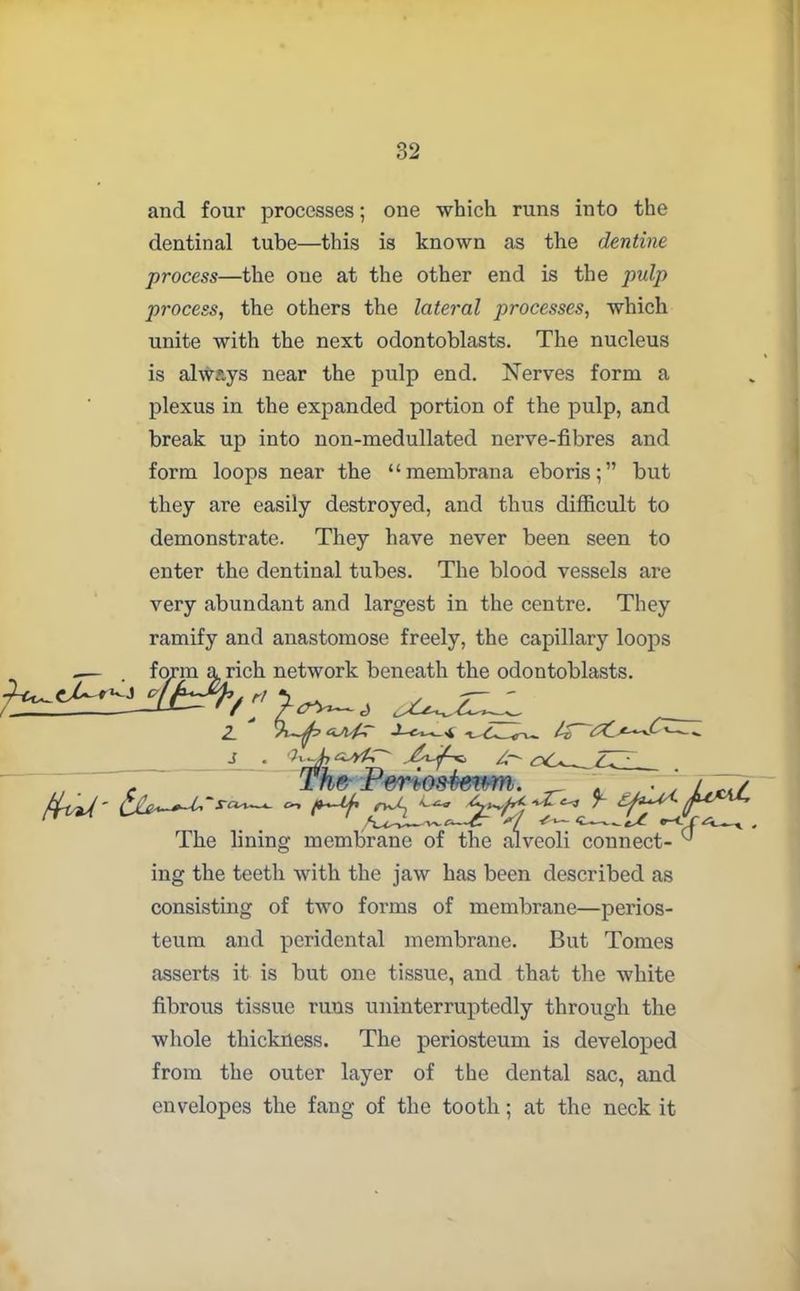 and four processes; one which runs into the dentinal tube—this is known as the dentine process—the one at the other end is the pulp process, the others the lateral processes, which unite with the next odontoblasts. The nucleus is always near the pulp end. Nerves form a plexus in the expanded portion of the pulp, and break up into non-medullated nerve-fibres and form loops near the “membrana eboris;” but they are easily destroyed, and thus difficult to demonstrate. They have never been seen to enter the dentinal tubes. The blood vessels are very abundant and largest in the centre. They ramify and anastomose freely, the capillary loops ing the teeth with the jaw has been described as consisting of two forms of membrane—perios- teum and peridental membrane. But Tomes asserts it is but one tissue, and that the white fibrous tissue runs uninterruptedly through the whole thickness. The periosteum is developed from the outer layer of the dental sac, and envelopes the fang of the tooth; at the neck it