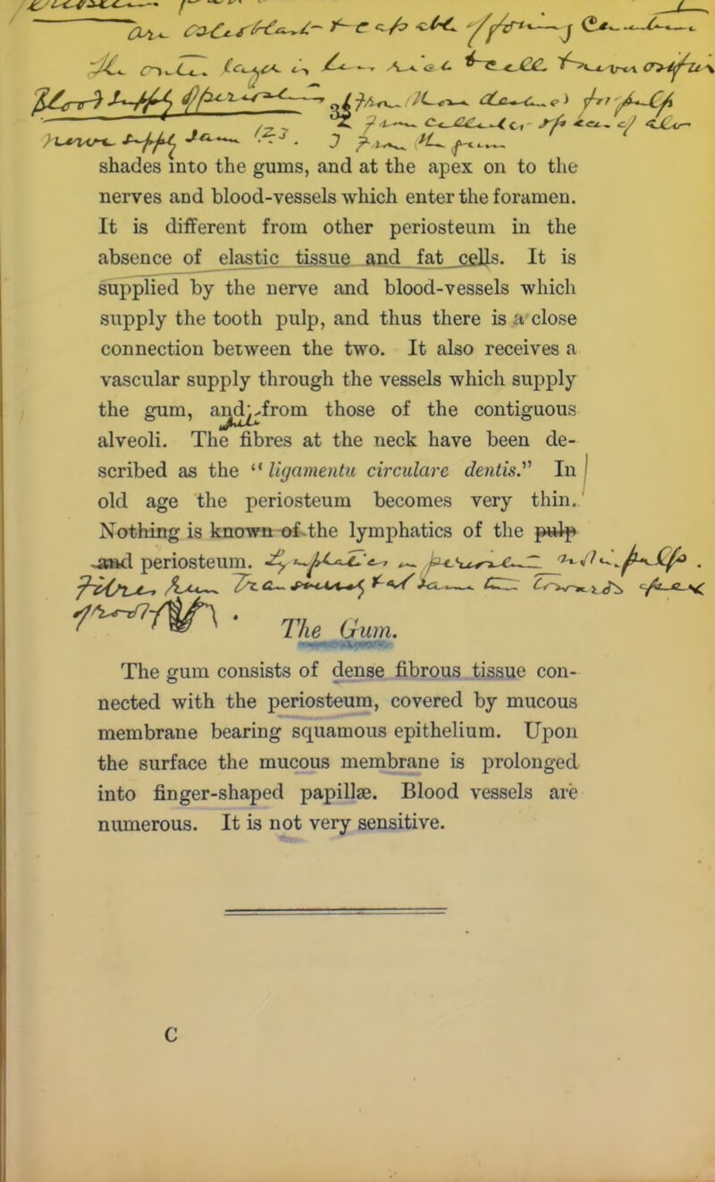 / f Oa. c^. 7 C^*- <^s Crx£^s6-d*~£~ r y/^'—\J -. A-*. g o *^e <-CC. 1pm a>yu\ J-rtyL~C^ ct' *«<— <U<r- £c. )l^KJ^J~j,fU^ -*«— fc*. J shades into the gums, and at the apex on to the nerves and blood-vessels which enter the foramen. It is different from other periosteum in the absence of elastic tissue and fat cells. It is supplied by the nerve and blood-vessels which supply the tooth pulp, and thus there is a close connection between the two. It also receives a vascular supply through the vessels which supply the gum, and^from those of the contiguous alveoli. The fibres at the neck have been de- scribed as the “ ligamentu circularc dentis.” In old age the periosteum becomes very thin. Nothing is known of-the lymphatics of the pulp -and periosteum, -dy ■ The Gum. '••a***SUhtjmPt.i The gum consists of dense fibrous tissue con- nected with the periosteum, covered by mucous membrane bearing squamous epithelium. Upon the surface the mucous membrane is prolonged into finger-shaped papillae. Blood vessels are numerous. It is not very sensitive. C