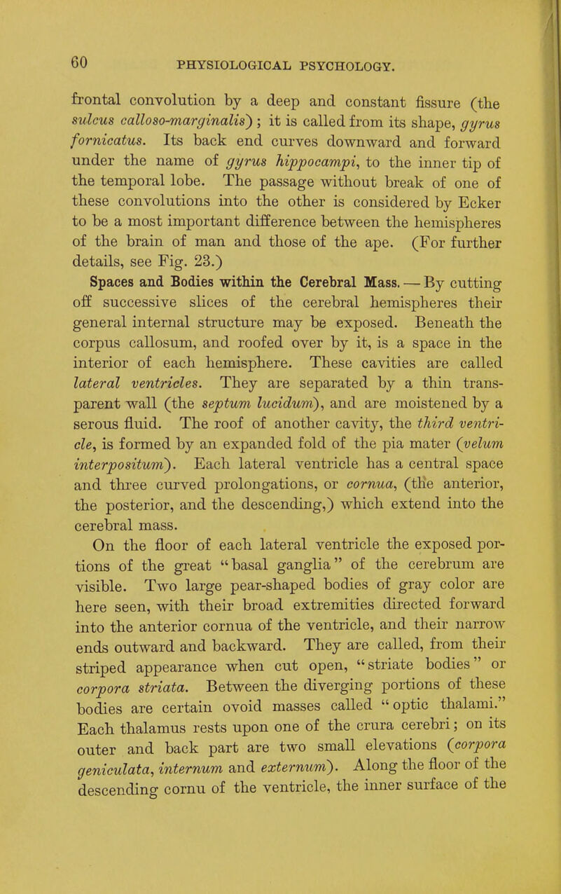 frontal convolution by a deep and constant fissure (the sulcus calloso-marginalis') ; it is called from its shape, gyrus fornieatus. Its back end curves downward and forward under the name of gyrus hippocampi, to the inner tip of the temporal lobe. The passage without break of one of these convolutions into the other is considered by Ecker to be a most important difference between the hemispheres of the brain of man and those of the ape. (For further details, see Fig. 23.) Spaces and Bodies within the Cerebral Mass. — By cutting off successive slices of the cerebral hemispheres their general internal structure may be exposed. Beneath the corpus callosum, and roofed over by it, is a space in the interior of each hemisphere. These cavities are called lateral ventricles. They are separated by a thin trans- parent wall (the septum lucidum), and are moistened by a serous fluid. The roof of another cavit}^ the third ventri- cle, is formed by an expanded fold of the pia mater (velum interpositum). Each lateral ventricle has a central space and three curved prolongations, or cornua, (the anterior, the posterior, and the descending,) which extend into the cerebral mass. On the floor of each lateral ventricle the exposed por- tions of the great basal ganglia of the cerebrum are visible. Two large pear-shaped bodies of gray color are here seen, with their broad extremities directed forward into the anterior cornua of the ventricle, and their narrow ends outward and backward. They are called, from their striped appearance when cut open, striate bodies or corpora striata. Between the diverging portions of these bodies are certain ovoid masses called optic thalami. Each thalamus rests upon one of the crura cerebri; on its outer and back part are two small elevations (corpora geniculata, internum and externum). Along the floor of the descending cornu of the ventricle, the inner surface of the