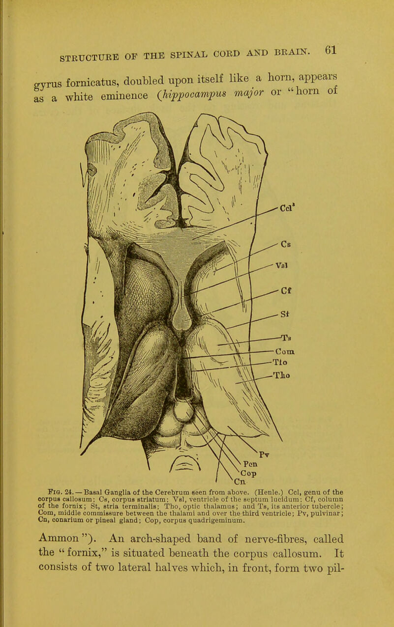 gyrus fornicatus, doubled upon itself like a horn appears as a white eminence (hippocampus major or horn oi Fio. 24. — Basal Ganglia of the Cerebrum seen from above. (Henle.) Ccl, genu of the corpus callosum; Cs, corpus striatum; Vsl, ventricle of the septum lucidum; Cf, column of the fornix; St, stria terminalis; Tho, optic thalamus; and Ts, its anterior tubercle; Com, middle commissure between the thalami and over the third ventricle; Pv, pulvinar; Cn, conarium or pineal gland; Cop, corpus quadrigeminum. Ammon). An arch-shaped band of nerve-fibres, called the  fornix, is situated beneath the corpus callosum. It consists of two lateral halves which, in front, form two pil-