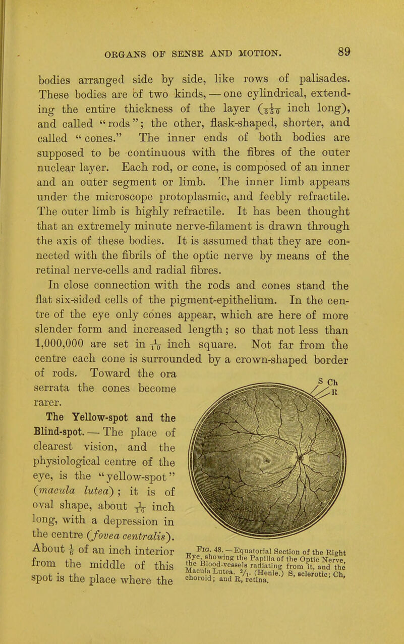 bodies arranged side by side, like rows of palisades. These bodies are bf two kinds, — one cylindrical, extend- ing the entire thickness of the layer {-^^ inch long), and called rods; the other, flask-shaped, shorter, and called  cones. The inner ends of both bodies are supposed to be continuous with the fibres of the outer nuclear layer. Each rod, or cone, is composed of an inner and an outer segment or limb. The inner limb appears under the microscope protoplasmic, and feebly refractile. The outer limb is highly refractile. It has been thought that an extremely minute nerve-filament is drawn through the axis of these bodies. It is assumed that they are con- nected with the fibrils of the optic nerve by means of the retinal nerve-cells and radial fibres. In close connection with the rods and cones stand the flat six-sided cells of the pigment-epithelium. In the cen- tre of the eye only cones appear, which are here of more slender form and increased length; so that not less than 1,000,000 are set in ^ inch square. Not far from the centre each cone is surrounded by a crown-shaped border of rods. Toward the ora serrata the cones become rarer. The Yellow-spot and the Blind-spot. — The place of clearest vision, and the physiological centre of the eye, is the yellow-spot {macula luted) ; it is of oval shape, about ^ inch long, with a depression in the centre {fovea centralis). About | of an inch interior from the middle of this spot is the place where the S Ch Fig. 48. —Equatorial Section of the Right Eye showing the Papilla of the Optic Nerve, the Blood-vessels radiating from it, and the choroid Lute?-T> (.Henle > 8-sclerotic; Ch! cnoioid; and R, retina.