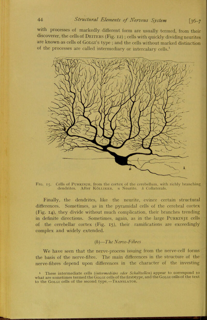 with processes of markedly different form are usually termed, from their discoverer, the cells of Deiters (Fig. 12); cells with quickly dividing neurites are known-as cells of Golgi's type ; and the cells without marked distinction of the processes are called intermediary or intercalary cells.1 Fig. 15. Cells of Purkinje, from the cortex of the cerebellum, with richly branching dendrites. After Kolliker. n Neurite. /,■ Collaterals. Finally, the dendrites, like the neurite, evince certain structural differences. Sometimes, as in the pyramidal cells of the cerebral cortex (Fig. 14), they divide without much complication, their branches trending in definite directions. Sometimes, again, as in the large Pi/rkinje cells of the cerebellar cortex (Fig. 15), their ramifications are exceedingly complex and widely extended. (b)—The Nerve-Fibres We have seen that the nerve-process issuing from the nerve-cell forms the basis of the nerve-fibre. The main differences in the structure of the nerve-fibres depend upon differences in the character of the investing 1 These intermediate cells {inter mediare oder Schaltzellen) appear to correspond to what are sometimes termed theGoLGi cells of the first-type, and theGoLGi cells of the text to the Golgi cells of the second type.—Translator.