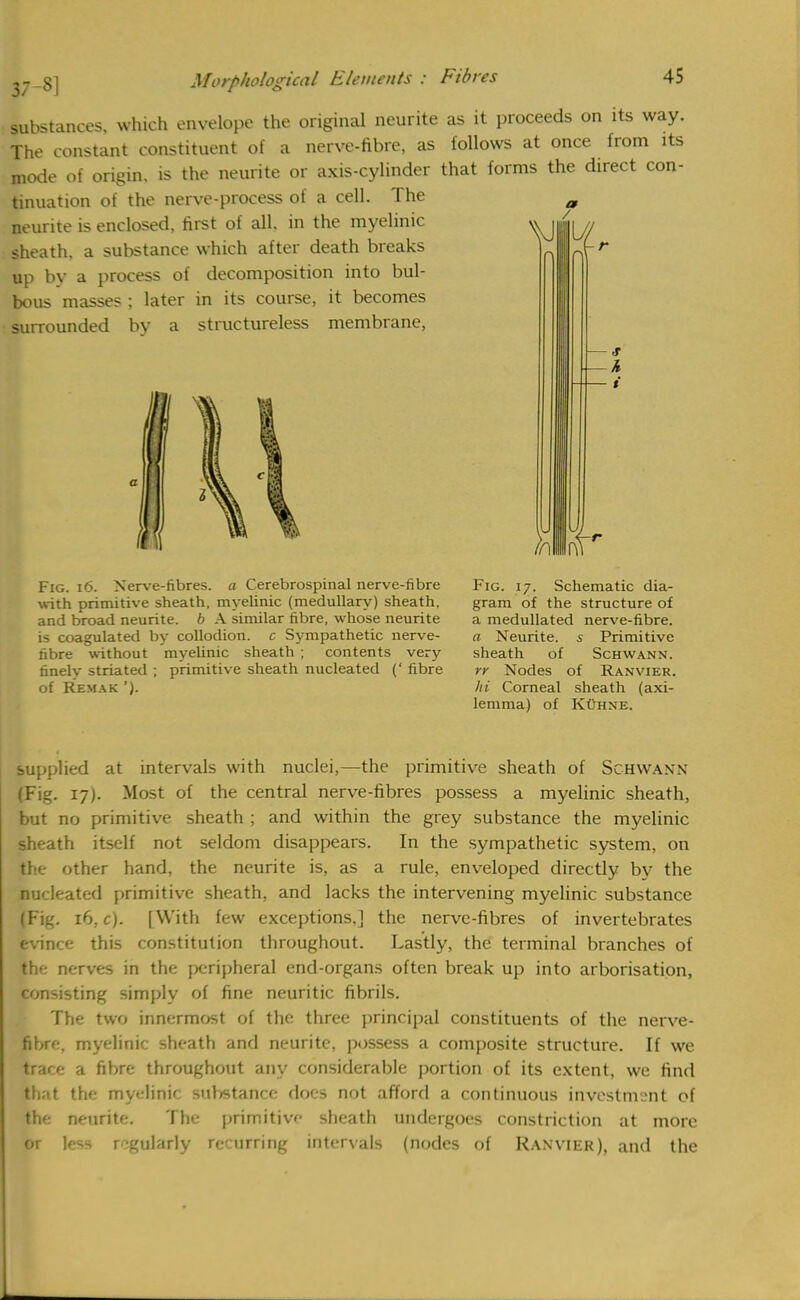 37-8] a / substances, which envelope the original neurite as it proceeds on its way. The constant constituent of a nerve-fibre, as follows at once from its mode of origin, is the neurite or axis-cylinder that forms the direct con- tinuation of the nerve-process of a cell. The neurite is enclosed, first of all. in the myelinic sheath, a substance which after death breaks up by a process of decomposition into bul- bous masses ; later in its course, it becomes surrounded by a structureless membrane, - <r A VII// Fig. 16. Nerve-fibres, a Cerebrospinal nerve-fibre with primitive sheath, myelinic (medullary) sheath, and broad neurite. b A similar fibre, whose neurite is coagulated by collodion, c Sympathetic nerve- fibre without myelinic sheath ; contents very finely striated ; primitive sheath nucleated (' fibre of Remak '). Fig. 17. Schematic dia- gram of the structure of a medullated nerve-fibre. a Neurite. s Primitive sheath of Schwann. rr Nodes of Ranvier. hi Corneal sheath (axi- lemma) of Kuhne. supplied at intervals with nuclei,—the primitive sheath of Schwann (Fig. 17). Most of the central nerve-fibres possess a myelinic sheath, but no primitive sheath ; and within the grey substance the myelinic sheath itself not seldom disappears. In the sympathetic system, on the other hand, the neurite is, as a rule, enveloped directly by the nucleated primitive sheath, and lacks the intervening myelinic substance (Fig. 16. c). [With few exceptions,] the nerve-fibres of invertebrates evince this constitution throughout. Lastly, the terminal branches of the nerves in the peripheral end-organs often break up into arborisation, consisting simply of fine neuritic fibrils. The two innermost of the three principal constituents of the nerve- fibre, myelinic sheath and neurite, possess a composite structure. If we Dace a fibre throughout any considerable portion of its extent, we find Biat the myelinic sul*tance does not afford a continuous investment of the neurite. The primitive sheath undergoes constriction at more or less regularly recurring intervals (nodes of Ranvier), and the