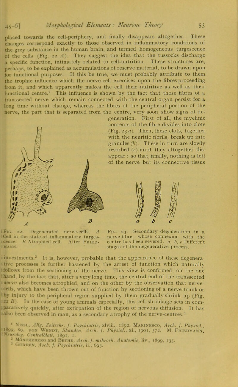 placed towards the cell-periphery, and finally disappears altogether. These changes correspond exactly to those observed in inflammatory conditions of the grev substance in the human brain, and termed homogeneous turgescence of the cells (Fig. 22 A). They suggest the idea that the tussocks discharge a specific function, intimately related to cell-nutrition. These structures are, perhaps, to be explained as accumulations of reserve material, to be drawn upon for functional purposes. If this be true, we must probably attribute to them the trophic influence which the nerve-cell exercises upon the fibres proceeding from it, and which apparently makes the cell their nutritive as well as their functional centre.1 This influence is shown by the fact that those fibres of a transsected nerve which remain connected with the central organ persist for a long time without change, whereas the fibres of the peripheral portion of the nerve, the part that is separated from the centre, very soon show signs of de- generation. First of all, the myelinic contents of the fibre divides into clots (Fig. 23 a). Then, these clots, together with the neuritic fibrils, break up into granules (b). These in turn are slowly resorbed (c) until they altogether dis- appear : so that, finally, nothing is left of the nerve but its connective tissue IFig. 22. Degenerated nerve-cells. A I Cell in the state of inflammatory turges- cence. B Atrophied cell. After Fried- • MANN. Fig. 23. Secondary degeneration in a nerve-fibre, whose connexion with the centre has been severed, a, b, c Different stages of the degenerative process. investments.2 It is, however, probable that the appearance of these degenera- tive processes is further hastened by the arrest of function which naturally : follows from the sectioning of the nerve. This view is confirmed, on the one hand, by the fact that, after a very long time, the central end of the transsected nerve also becomes atrophied, and on the other by the observation that nerve- cells, which have been thrown out of function by sectioning of a nerve-trunk or by injury to the peripheral region supplied by them, gradually shrink up (Fig. 22 b . In the case of young animals especially, this cell-shrinkage sets in com- paratively quickly, after extirpation of the region of nervous diffusion. It has talso been observed in man, as a secondary atrophy of the nerve-centres.3 1 Niw., Allt;. Zeitsc.hr. f. Psychiatric, xlviii., 1892. Marinesco, Arch. /. Physiol., »899. J'i- von Wendt, Skandin. Arch. j. Physiol., xi., 1901,372. M. Fkikdmann, 'Neurolog. Cenlralblalt, 1891, 1. -' MmrCKEBZKa and Bh'tHE, Arch. /. mikrosk. A natumie, liv., 1899, 135. 1 3 Gudden, Arch. f. Psychiatrir, ii., O93.