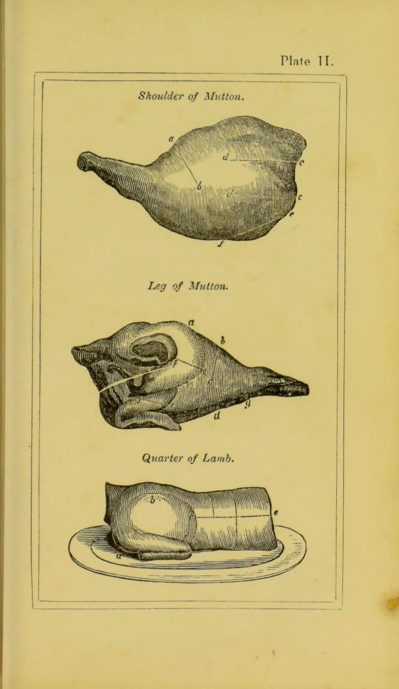 Leg of Mutton. Quarter of Lamb.