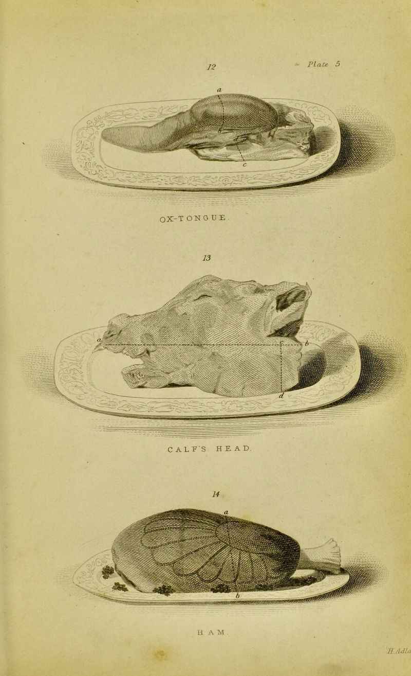 12 a OX-T ONGUE 13 C ALE’S HEAD. fl Id la