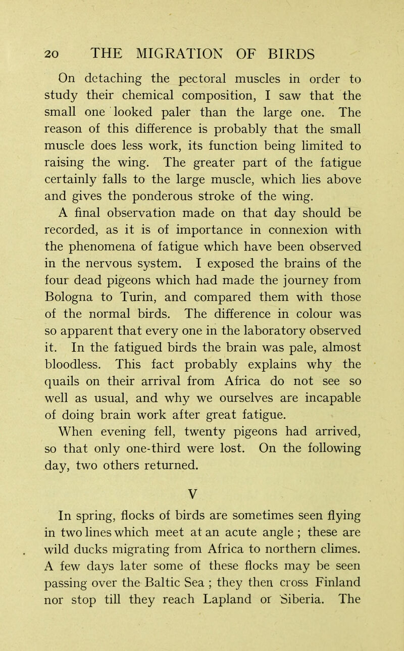 On detaching the pectoral muscles in order to study their chemical composition, I saw that the small one looked paler than the large one. The reason of this difference is probably that the small muscle does less work, its function being limited to raising the wing. The greater part of the fatigue certainly falls to the large muscle, which lies above and gives the ponderous stroke of the wing. A final observation made on that day should be recorded, as it is of importance in connexion with the phenomena of fatigue which have been observed in the nervous system. I exposed the brains of the four dead pigeons which had made the journey from Bologna to Turin, and compared them with those of the normal birds. The difference in colour was so apparent that every one in the laboratory observed it. In the fatigued birds the brain was pale, almost bloodless. This fact probably explains why the quails on their arrival from Africa do not see so well as usual, and why we ourselves are incapable of doing brain work after great fatigue. When evening fell, twenty pigeons had arrived, so that only one-third were lost. On the following day, two others returned. V In spring, flocks of birds are sometimes seen flying in two lines which meet at an acute angle ; these are wild ducks migrating from Africa to northern climes. A few days later some of these flocks may be seen passing over the Baltic Sea ; they then cross Finland nor stop till they reach Lapland or Siberia. The
