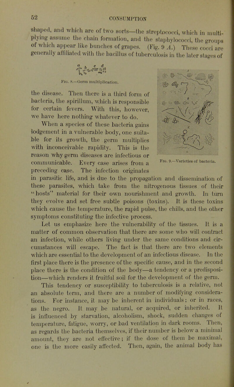 CONSUMPTION shaped, and which are of two sorts—the strepU)cocci, which in multi- plying assume the chain formation, and the staphylococci, the groups of wliich appear like bunches of grapes. (Fig. 9 A.) These cocci are generally affiliated with the bacillus of tuberculosis in the later stages of h ^ d Fig. H.—Germ multiplication. •-' ^iff-' Fig. 9.—Varieties of bacteiia. the disease. Then there is a third form of bacteria, the spirillum, which is responsible for certain fevers. With this, however, we have here nothing whatever to do. When a species of these bacteria gains lodgement in a vulnerable body, one suita- ble for its growth, the germ multiplies with inconceivable rapidity. This is the reason why germ diseases are infectious or communicable. Every case arises from a preceding case. The infection originates in parasitic life, and is due to the propagation and dissemination of these parasites, which take from the nitrogenous tissues of their hosts material for their own nourishment and growth. In turn they evolve and set free subtle poisons (toxins). It is these toxins which cause the temperature, the rapid pulse, the chills, and the other symptoms constituting the infective process. Let us emphasize here the vulnerability of the tissues. It is a matter of common observation that there are some who will contract an infection, while others living under the same conditions and cir- cumstances will escape. The fact is that there are two elements which are essential to the development of an infectious disease. In the first place there is the presence of the specific cause, and in the second place there is the condition of the body—a tendency or a predisposi- tion—which renders it fruitful soil for the development of the germ. This tendency or susceptibility to tuberculosis is a relative, not an absolute term, and there are a number of modifying considera- tions. For instance, it may be inherent in individuals; or in races, as the negro. It may be natural, or acquired, or inherited. It is influenced by starvation, alcoholism, shock, sudden changes of temperature, fatigue, worry, or bad ventilation in dark rooms. Then, as regards the bacteria themselves, if their number is below a minimal amount, they are not effective; if the dose of them be maximal, one is the more easily affected. Then, again, the animal body has