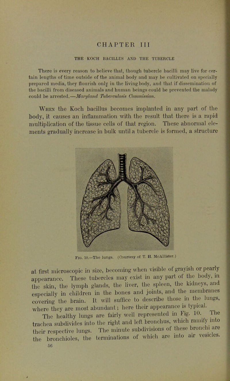 THE KOCH BACILLUS AND THE TUBERCLE There is every reason to believe that, though tubercle bacilli may live for cer- tain lengths of time outside of the animal body and may be cultivated on specially prepared media, they flourish only in the living body, and that if dissemination of the bacilli from diseased animals and human beings could be prevented the malady could be arrested.—Maryland Tuberculosis Commission. When the Koch bacillus becomes implanted in any part of the body, it causes an inflammation with the result that there is a rapid multiplication of the tissue cells of that region. These abnormal ele- ments gradually increase in bulk until a tubercle is formed, a structure Fig. 10.—The lungs. (Courtesy of T. H. McAllister.) at first microscopic in size, becoming when visible of grayish or pearly appearance. These tubercles may exist in any part of the body, m the skin, the lymph glands, the liver, the spleen, the kidneys, and especially in children in the bones and joints, and the membranes covering the brain. It will suffice to describe those in the lungs, where they are most abundant; here their appearance is typical. The healthy lungs are fairly well represented in Fig. 10. Ihe trachea subdivides into the right and left bronchus, which ramify mto their respective lungs. The minute subdivisions of these bronchi are the bronchioles, the terminations of which are into air vesicles.