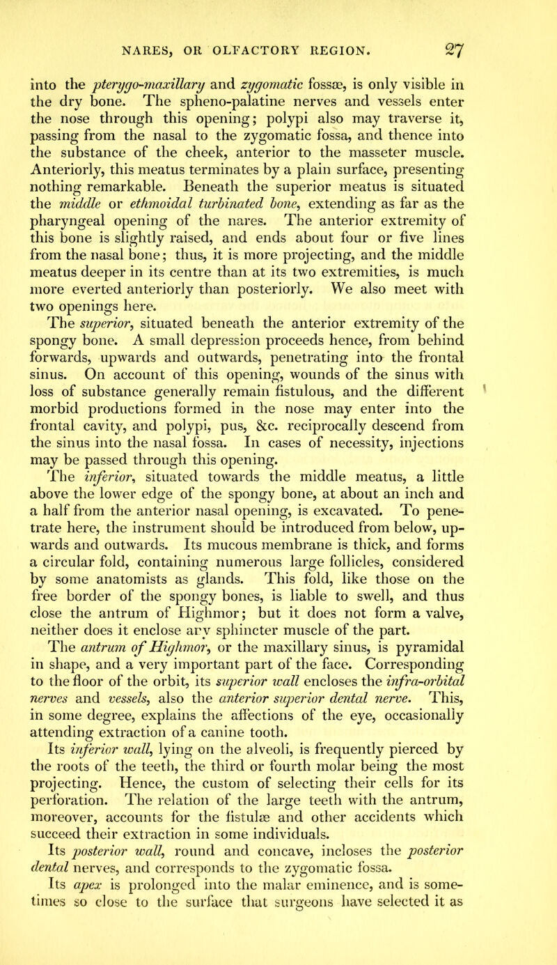 into the pterygo-maxillary and zygomatic fossae, is only visible in the dry bone. The spheno-palatine nerves and vessels enter the nose through this opening; polypi also may traverse it, passing from the nasal to the zygomatic fossa, and thence into the substance of the cheek, anterior to the masseter muscle. Anteriorly, this meatus terminates by a plain surface, presenting nothing remarkable. Beneath the superior meatus is situated the middle or ethmoidal turbinated bone, extending as far as the pharyngeal opening of the nares. The anterior extremity of this bone is slightly raised, and ends about four or five lines from the nasal bone; thus, it is more projecting, and the middle meatus deeper in its centre than at its two extremities, is much more everted anteriorly than posteriorly. We also meet with two openings here. The superior, situated beneath the anterior extremity of the spongy bone. A small depression proceeds hence, from behind forwards, upwards and outwards, penetrating into the frontal sinus. On account of this opening, wounds of the sinus with loss of substance generally remain fistulous, and the different morbid productions formed in the nose may enter into the frontal cavity, and polypi, pus, &c. reciprocally descend from the sinus into the nasal fossa. In cases of necessity, injections may be passed through this opening. The inferior, situated towards the middle meatus, a little above the lower edge of the spongy bone, at about an inch and a half from the anterior nasal opening, is excavated. To pene- trate here, the instrument should be introduced from below, up- wards and outwards. Its mucous membrane is thick, and forms a circular fold, containing numerous large follicles, considered by some anatomists as glands. This fold, like those on the free border of the spongy bones, is liable to swell, and thus close the antrum of Highmor; but it does not form a valve, neither does it enclose ary sphincter muscle of the part. The antrum o f Highmor, or the maxillary sinus, is pyramidal in shape, and a very important part of the face. Corresponding to the floor of the orbit, its superior ivall encloses the infra-orbital nerves and vessels, also the anterior superior dental nerve. This, in some degree, explains the affections of the eye, occasionally attending extraction of a canine tooth. Its inferior wall, lying on the alveoli, is frequently pierced by the roots of the teeth, the third or fourth molar being the most projecting. Hence, the custom of selecting their cells for its perforation. The relation of the large teeth with the antrum, moreover, accounts for the fistulas and other accidents which succeed their extraction in some individuals. Its posterior wall, round and concave, incloses the posterior dental nerves, and corresponds to the zygomatic fossa. Its apex is prolonged into the malar eminence, and is some- times so close to the surface that surgeons have selected it as