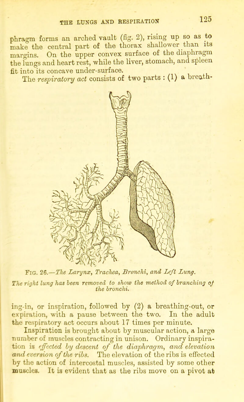 phragm forms an arched vault (fig. 2), rising up so as to make the central part of the thorax shallower than its margins. On the upper convex surface of the diaphragm the lungs and heart rest, while the liver, stomach, and spleen fit into its concave under-surface. The respiratory act consists of two parts : (1) a bieath- Fig. 26.—The Larynx, Trachea, Bronchi, and Left Lung. The right lung has been removed to show the method of branching oj the bronchi. ing-in, or inspiration, followed by (2) a breathing-out, or I expiration, with a pause between the two. In the adult I the respiratory act occurs about 17 times per minute. Inspiration is brought about by muscular action, a large I number of muscles contracting in unison. Ordinary inspira- tion is effected hy descent of the diaphragm, and elevation \ and eversion of the ribs. The elevation of the ribs is effected i by the action of intercostal muscles, assisted by some other muscles. It is evident that as the ribs move on a pivot at