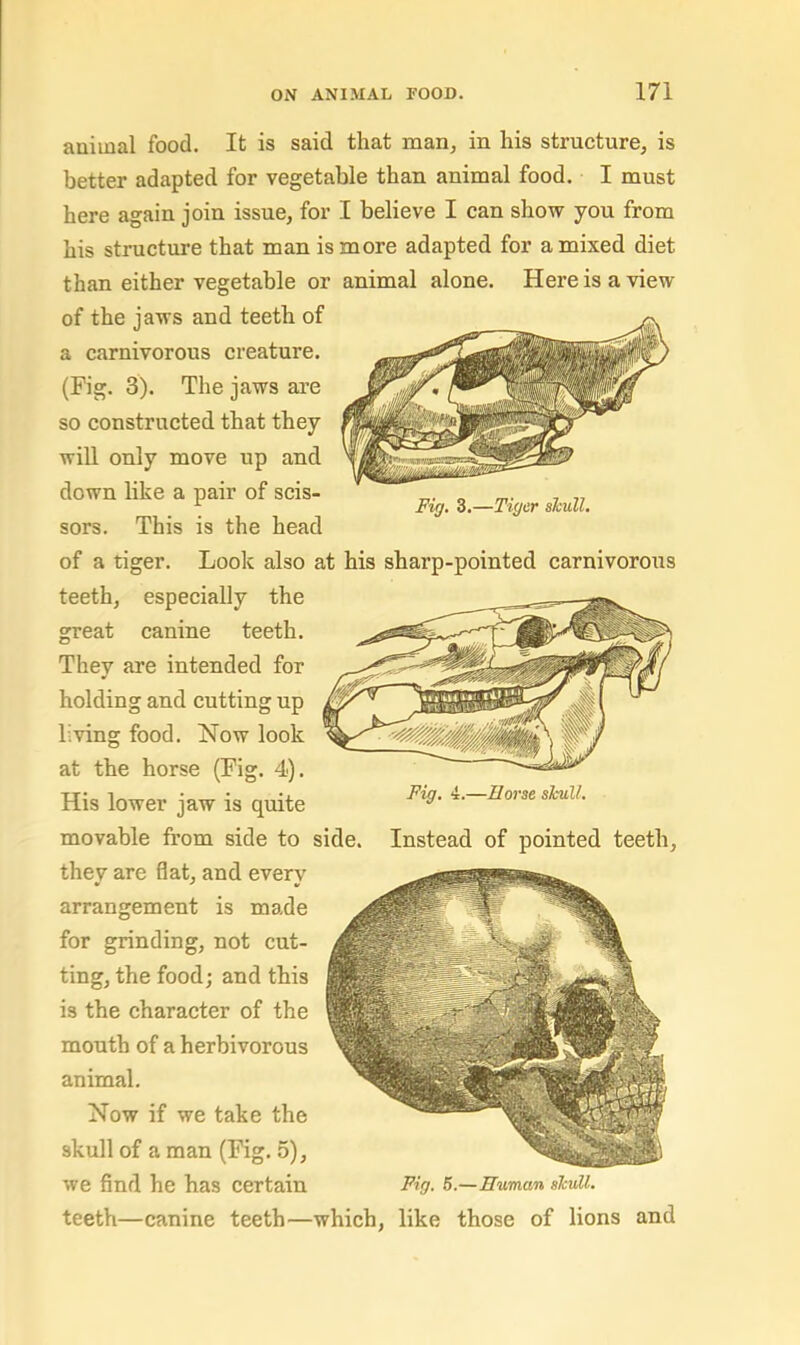 animal food. It is said that man, in his structure, is better adapted for vegetable than animal food. I must here again join issue, for I believe I can show you from his structure that man is more adapted for a mixed diet than either vegetable or animal alone. Here is a view of the jaws and teeth of a carnivorous creature. (Fig. 3). The jaws are so constructed that they will only move up and down like a pair of scis- „ ^ Fig. o,—Tiger skulU sors. This is the head of a tiger. Look also at his sharp-pointed carnivorous teeth, especially the great canine teeth. They are intended for holding and cutting up living food. Now look at the horse (Fig. 4). His lower jaw is quite movable from side to side, they are flat, and every arrangement is made for grinding, not cut- ting, the food; and this is the character of the mouth of a herbivorous animal. Now if we take the skull of a man (Fig. 5), we find he has certain Fig. 5.—Human skull. teeth—canine teeth—which, like those of lions and Fig, 4.—Horse skull. Instead of pointed teeth.