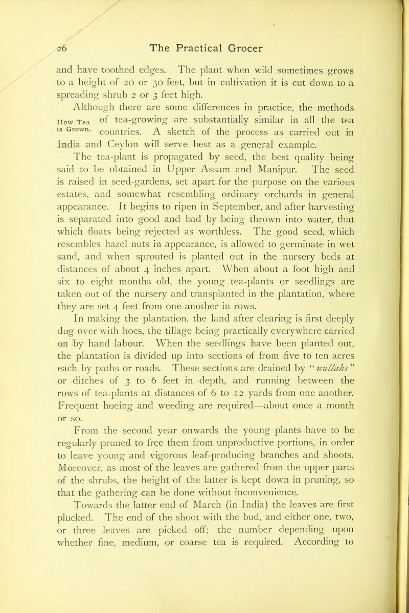and have toothed edges. The plant when wild sometimes grows to a height of 20 or 30 feet, but in cultivation it is cut down to a spreading shrub 2 or 3 feet high. Although there are some differences in practice, the methods How Tea of tea-growiiig are substantially similar in all the tea IS Grown. coLiiitries. A sketch of the process as carried out in India and Ceylon will serve best as a general example. The tea-plant is propagated by seed, the best quality being said to be obtained in Upper Assam and Manipur. The seed is raised in seed-gardens, set apart for the purpose on the various estates, and somewhat resembling ordinary orchards in general appearance. It begins to ripen in September, and after harvesting is separated into good and bad by being thrown into water, that which floats being rejected as worthless. The good seed, which resembles hazel nuts in appearance, is allowed to germinate in wet sand, and when sprouted is planted out in the nursery beds at distances of about 4 inches apart. When about a foot high and six to eight months old, the young tea-plants or seedlings are taken out of the nursery and transplanted in the plantation, where they are set 4 feet from one another in rows. In making the plantation, the land after clearing is first deeply dug over with hoes, the tillage being practically everywhere carried on by hand labour. When the seedlings have been planted out, the plantation is divided up into sections of from five to ten acres each by paths or roads. These sections are drained by “ 7iullahs ” or ditches of 3 to 6 feet in depth, and running between the rows of tea-plants at distances of 6 to 12 yards from one another. Frequent hoeing and weeding are required—about once a month or so. From the second year onwards the young plants have to be regularly pruned to free them from unproductive portions, in order to leave young and vigorous leaf-producing branches and shoots. Moreover, as most of the leaves are gathered from the upper parts of the shrubs, the height of the latter is kept down in pruning, so that the gathering can be done without inconvenience. Towards the latter end of March (in India) the leaves are first plucked. The end of the shoot with the bud, and either one, two, or three leaves are picked off; the number depending upon whether fine, medium, or coarse tea is required. According to