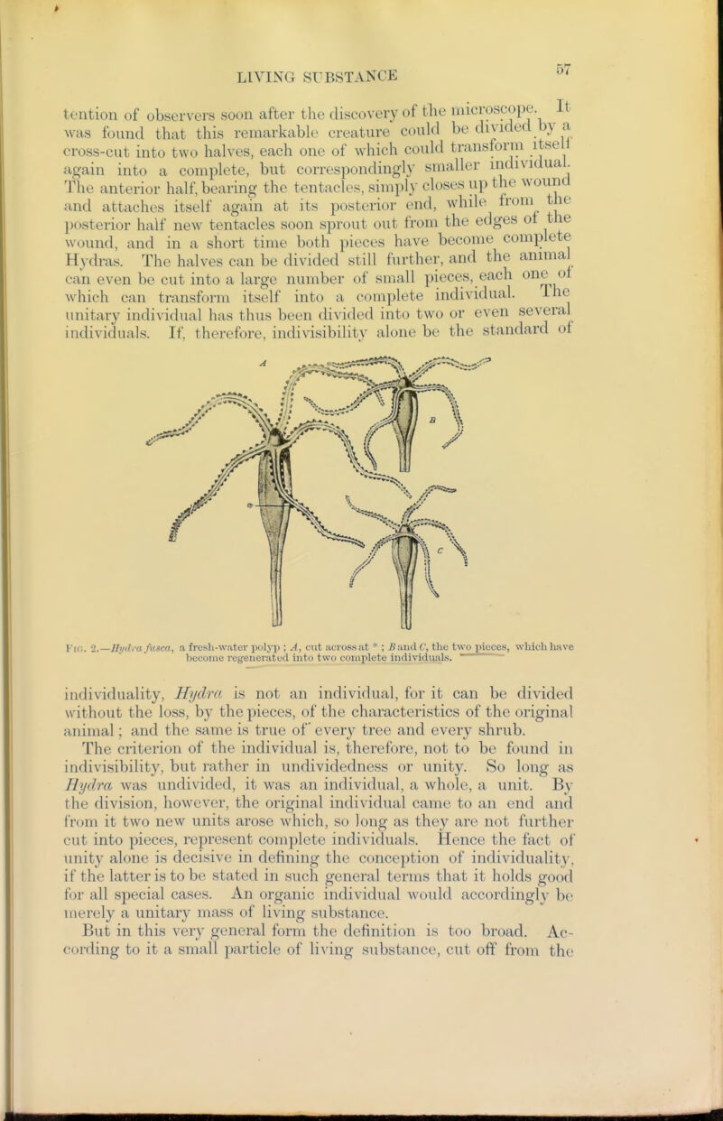 teiition of observers soon after the discovery of the microscope It was found that this remarkable creature could be divided by a cross-cut into two halves, each one of which could transform itsell again into a complete, but correspondingly smaller individual. The anterior half, bearing the tentacles, simply closes up the wound and attaches itself again at its posterior end, while^ from the posterior half new tentacles soon sprout out from the edges ot the wound, and in a short time both pieces have become complete Hydras. The halves can be divided still further, and the anima can even be cut into a large number of small pieces, each one ol which can transform itself into a complete individual. Ihe unitary individual has thus been divided into two or even several individuals. If. therefore, indivisibility alone be the standard of Fco. 2.- -Uydi'u Jusea, a fresh-water polyp ; A, cut across.it * ; Bva\6.V, the two pieces, which have become regenerated into two complete individuals. individuality. Hydra is not an individual, for it can be divided without the loss, by the pieces, of the characteristics of the original animal; and the same is true of every tree and every shrub. The criterion of the individual is, therefore, not to be found in indivisibility, but rather in undividedness or unity. So long as Hydra was undivided, it was an individual, a whole, a unit. By the division, however, the original individual came to an end and from it two new units arose which, so long as they are not further cut into pieces, represent complete individuals. Hence the fact of unity alone is decisive in defining the conception of individuality, if the latter is to be stated in such general terms that it holds good for all special cases. An organic individual would accordingly be merely a unitary mass of living substance. But in this very general form the definition is too broad. Ac- cording to it a small particle of li\'ing substance, cut off from the