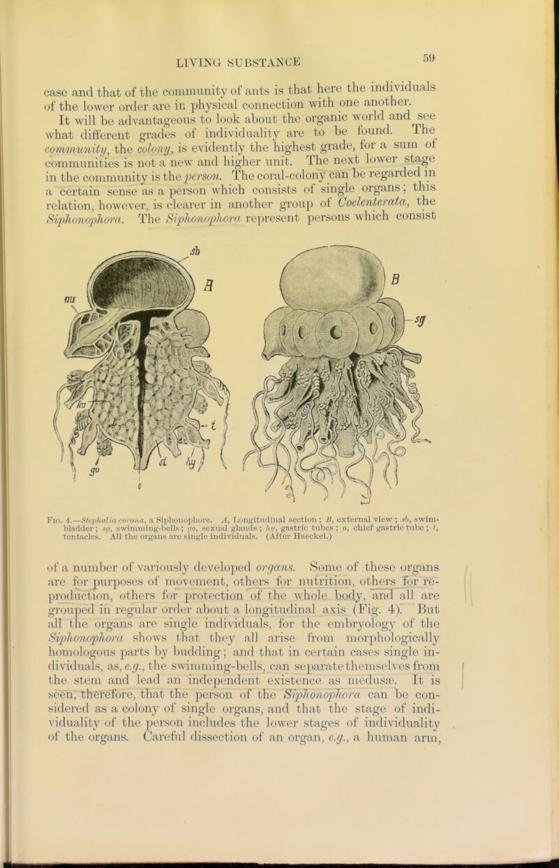 case and that of the community of ants is that here the individuals of the lower order are in physical connection with one another. It will be advantageous to look about the organic world and see what different grades of individuality are to be found. The community, the colony, is evidently the highest grade, for a sum ot communities is not a new and higher unit. The next lower stage in the community is the iKvson. The coral-colony can be regarded m a certain sense as a person which consists of single organs; this relation, however, is clearer in another group of Coelenterata, the Siphonophora. The Siphonophora represent persons which consist Fio. 4.—SkphaUa roroiia, a Siphoiiriphoro. -•/, Longitudinal section ; ]i, oxternal view ; M), swim- bladder; Kfi, .swininiing-bells; no, sexual glands; Im, gastric tubes; o, chief gastric tube ; t, tentacles. All the organs are single individuals. (After Haeckel.) of a number of variously developed organs. Some of these organs are for purposes of movement, others for nutrition, otliCTsTor re- production, others for protection of the whole body, and all are grouped in regular order about a longitudinal a.xis (Fig. 4). But all the organs are single individuals, for the embryology of the Siphonophora shows that they all arise from morphologically homologous parts by budding; and that in certain cases single in- dividuals, as, c.i7.,the swimming-bells, can separate themselves from the stem and lead an independent existence as medusa^. It is seen, therefore, that the person of the Sip)honop)hora can be con- sidered as a colony of single organs, and that the stage of indi- viduality of the person includes the lower stages of individuality of the organs. Careful dissection of an organ, e.g., a human arm,