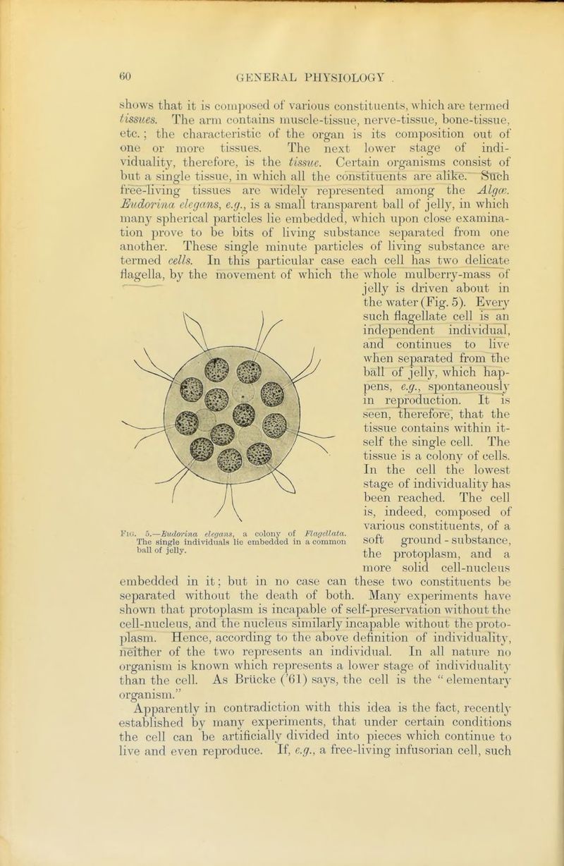 shows that it is coiii])osed of various constituents, w hich are termed tissues. The arm contains muscle-tissue, nerve-tissue, bone-tissue, etc.; the characteristic of the organ is its composition out of one or more tissues. The next lower stage of indi- vidualit}', therefore, is the tissue. Certain organisms consist of but a single tissue, in which all the constituents are alike. Such free-living tissues are widely represented among the Algm. Eudorina elegans, e.g., is a small transparent ball of jelly, in which many spherical particles lie embedded, which upon close examina- tion prove to be bits of living substance separated from one another. These single minute particles of living substance are termed cells. In this particular case each cell has two delicate flagella, by the movement of which the whole mulberry-mass of ' ~ ^oWy is driven about in the water (Fig. 5). Every such flagellate cell is an independent individual, and continues to live when separated from the ball of jelly, which hap- pens, e.g., spontaneous!}' in reproduction. It is seen, therefore, that the tissue contains within it- self the single cell. The tissue is a colony of cells. In the cell the lowest stage of individuality has been reached. The cell is, indeed, composed of various constituents, of a soft ground - substance, the protoplasm, and a more solid cell-nucleus embedded in it; but in no case can these two constituents be separated without the death of both. Many experiments have shown that protoplasm is incapable of self-preservation without the cell-nucleus, and the nucleus similarly incapable without the proto- plasm. Hence, according to the above definition of individuality, neither of the two represents an individual. In all nature no organism is known which represents a lower stage of individuality than the cell. As Brlicke ('61) says, the cell is the  elementary organism. Apparently in contradiction with this idea is the fact, recently established by many experiments, that under certain conditions the cell can be artificially divided into pieces which continue to live and even reproduce. If, e.g., a free-living infusorian cell, such Fuj. 5.—Eudorina elegans, a colony of Flagellata. The single individuals lie embedded in a common ball of jelly.