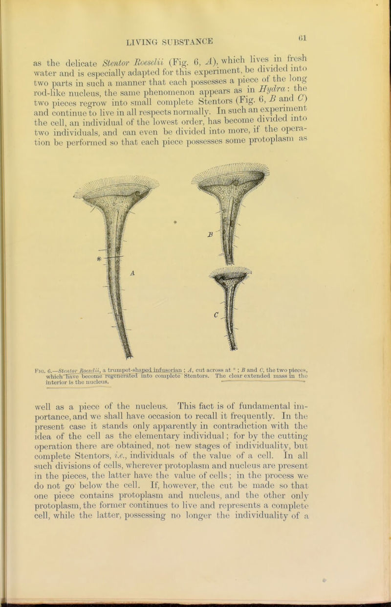 as the delicate Stentor Roeselii (Fig. 6, A), which lives in Iresh water and is especially adapted for this experiment, be diviclea into two parts in such a manner that each possesses a piece ot the long rod-like nucleus, the same phenomenon appears as m ^V^J^'^''' ^^f two pieces regrow into small complete Stentors (Fig. b, and L) and continue to live in all respects normally. In such an experiment the cell, an individual of the lowest order, has become divided into two individuals, and can even be divided into more, if the opera- tion be performed so that each piece possesses some protoplasm as Fig. 6.—SUnlqr Roesdii, a trumpot-shuped iiifusorian ; A, cut across at * ; B and C, the two pieces, whichTTave become regenerated into complete Stentors. The clear extended mass iu the interior is the nucleus. —-~ ~- well as a piece of the nucleus. This fact is of fundamental im- portance, and we shall have occasion to recall it frequently. In the present case it stands only apparently in contradiction with the idea of the cell as the elementary individual; for by the cutting- operation there are obtained, not new stages of individuality, but complete Stentors, i.e., individuals of the value of a cell. In all such divisions of cells, wherever protoplasm and nucleus are present in the pieces, the latter have the value of cells; in the process we do not go' below the cell. If, however, the cut be made so that one piece contains protoplasm and nucleus, and the other only protoplasm, the former continues to live and represents a complete cell, while the latter, possessing no longer the individuality of a