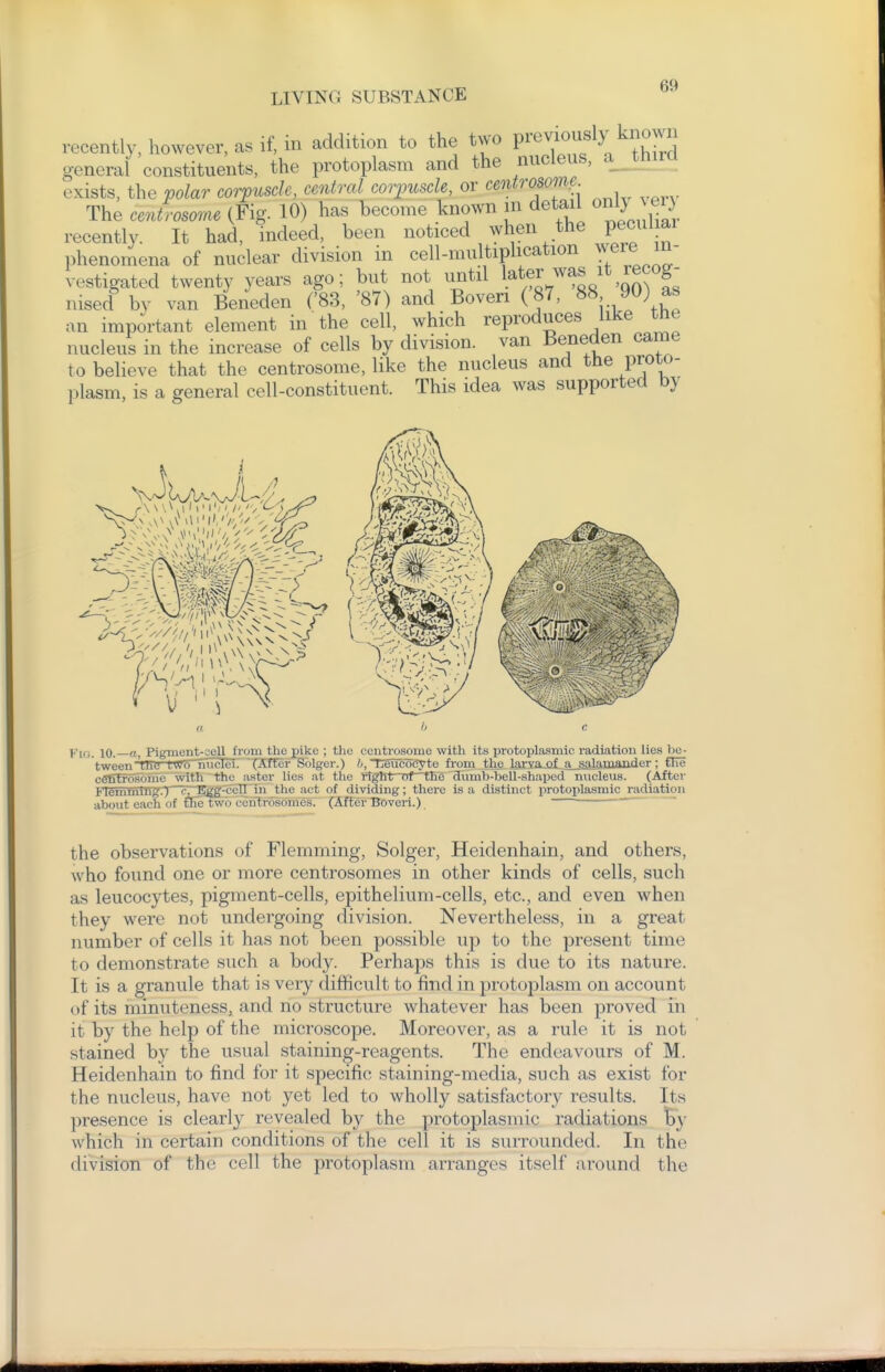 recently, however, as if, in addition to the two P^-^^^^^y ^^^f general constituents, the protoplasm and the nucleus, a third exists, the volar corpuscle, central corpuscle, or centrosornp The centrosome (Fiff. 10) has l)ecome known m detail only ^el} recen^r iTh^^^^ been noticed when the pecuhar phenomena of nuclear division in cell-multiplication were in- vestigated twenty years ago; but not until l^^er was it recog- nised^ by van Beneden ('83, '87) and Boven ('87, 88 90) as an important element in the cell, which reproduces like the nucleus in the increase of cells by division, van Beneden came to believe that the centrosome, like the nucleus and the proto- plasm, is a general cell-constituent. This idea was supported by 10. «, Pigment-oell from the pike ; the centrosome with its protopla.smic. radiation lies be- tween TIT!rTW5~micIci. (After Solger.) b, Leucoeyte from the lf!,rYa_of. a_§lilailiaiwier; the ceSffosoiiie with the aster lies at the riglrtmf~the Sumb-bell-shaijed nucleus. (After FlemmtngT) <\~Egg-ccn in the act of dividing; there is a distinct protoj)lasmic radiation about each of ffie two centrosomes. (After Boveri.) ~ the observations of Flemming, Solger, Heidenhain, and others, who found one or more centrosomes in other kinds of cells, such as leucocytes, pigment-cells, epithelium-cells, etc., and even when they were not undergoing division. Nevertheless, in a great number of cells it has not been possible up to the present time to demonstrate such a body. Perhaps this is due to its nature. It is a granule that is very difficult to find in protoplasm on account of its minuteness, and no structure whatever has been proved in it by the help of the microscope. Moreover, as a rule it is not stained by the usual staining-reagents. The endeavours of M. Heidenhain to find for it specific staining-media, such as exist for the nucleus, have not yet led to wholly satisfactory results. Its presence is clearly revealed by the protoplasmic radiations iBy which in certain conditions of the cell it is surrounded. In the division of the cell the protoplasm arranges itself around the