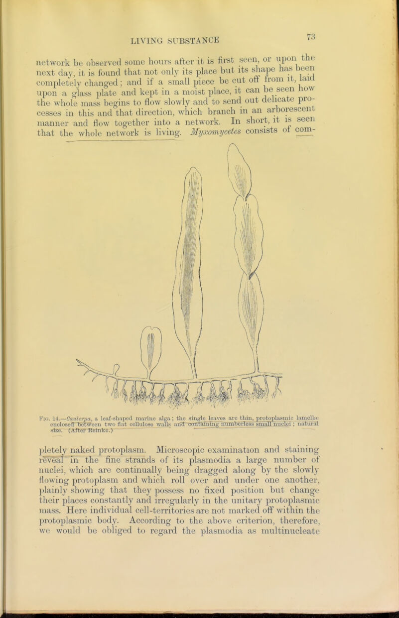 network be observed some hours after it is first seen or upon the next day, it is found that not only its place but its sliape has^ been completely changed: and if a small piece be cut off from it, laia upon a glass plate and kept in a moist place, it can be seen how the whole mass begins to flow slowly and to send out delicate pro- cesses in this and that direction, which branch in an arborescent manner and flow together into a network. In short, it is seen that the whole network is living. Myxomycetes consists ot com- Kifi. H.—Caulcrpa, a leaf-shaped marine alga; the single leaves are thin, protoplasmic lamelh*; onclose^Tietv?cen two flat cellulose walls aiiS wrritaTiimg TiTimberless sm^ natural size. (After Iteinkc.) ~ pletely naked protoplasm. Microscopic examination and staining reveal in the fine strands of its plasmodia a large number of nuclei, which are continually being dragged along by the slowl}- flowing protoplasm and which roll over and under one another, plainly showing that they possess no fixed position but change their places constantly and irregularly in the unitary protoplasmic mass. Here individual cell-territories are not marked off within the protoplasmic body. According to the above criterion, therefore, we would be obliged to regard the plasmodia as multinucleate