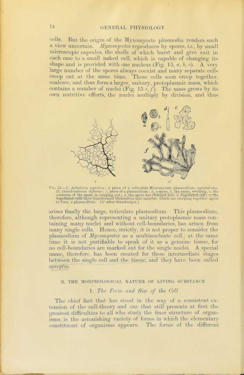 cells. But the origin of the Myxomycete plasmodia renders such a view uncertain. Myxomycetes reproduces by spores, i.e., by small microscopic capsules, the shells of which burst and give exit in each case to a small naked cell, which is capable of changing its shape and is provided with one nucleus (Fig. 15, «, h, c). A very large number of the spores always coexist and many separate cells creep out at the same time. These cells soon creep together, coalesce, and thus form a larger, unitary, protoplasmic mass, which contains a number of nuclei (Fig. 15 e,f ). The mass grows by its own nutritive efforts, the nuclei multiply by division, and thus / n Fio. 15.—/, Aethalium septicum; a piece of a reticulate Myxomycete plasiiiodiuni, natural size. 77, Chondrioderma difforme ; /, piece of a Plasmodium ; «, a spore, h, the same, swelling, r, the contents of the spore is creej)ing out; (/, the sijore has Changed into a flagellated cell; r, the flagellated cells have transformed themselves into amceba^ which are creeping together again to form a Plasmodium. (// After Strasbvu'ger.) arises finally the large, reticulate plasmodium. This plasmodium, therefore, although representing a unitary protoplasmic mass con- taining many nuclei and without cell-boundaries, has arisen from many single cells. Hence, strictly, it is not j)roper to consider the plasmodium of Myxomycetes as a multinucleate cell; at the same time it is not justifiable to speak of it as a genuine tissue, for no cell-boundaries are marked out for the single nuclei. A special name, therefore, has been created for these intermediate stages between the single cell and the tissue, and they have been called syncytict. B. THE j\[ORPHOLOGICAL NATURE OF LIVING SUBSTANCE 1. The Form and Size of the Cell The chief fact that has stood in the way of a consistent ex- tension of the cell-theory and one that still presents at first the greatest difficulties to all who study the finer structure of organ- isms, is the astonishing variety of forms in which the elementary constituent of organisms appears. The forms of the different
