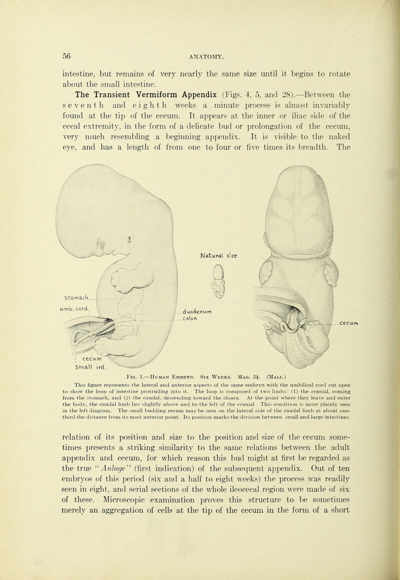 intestine, but remains of very nearly the same size until it begins to rotate about the small intestine. The Transient Vermiform Appendix (Figs. 4, 5, and 28).—Between the seventh and eighth weeks a minute process is almost invariablj'' found at the tip of the cecum. It appears at the inner or iliac side of the cecal extremity, in the form of a delicate bud or prolongation of the cecum, very much resembling a beginning appendix. It is visible to the naked eye, and has a length of from one to four or five times its breadth. Tlie Fig. 1.—Human Embryo. Six Weeks. Mag. SJ. (Mall.) This figure represent.s the lateral and anterior aspects of the same embryo with the umbilical cord cut open to show the loop of intestine protruding into it. The loop is composed of two limbs: (1) the cranial, coming from the stomach, and (2) the caudal, descending toward the cloaca. At the point where they leave and enter the body, the caudal limb lies slightly above and to the left of the cranial This condition is more plainly seen in the left diagram. The small budding cecum may be seen on the lateral side of the caudal limb at about one- third the distance from its most anterior point. Its position marks the division between small and large intestines. relation of its position and size to the position and size of the cecum some- times presents a striking similarity to the same relations between the adult appendix and cecum, for which reason this bud might at first be regarded as the true  Anlage^^ (first indication) of the subsequent appendix. Out of ten embrj^os of this period (six and a half to eight Aveeks) the process was readily seen in eight, and serial sections of the whole ileocecal region were made of six of these. Microscopic examination proves this structure to be sometimes merely an aggregation of cells at the tip of the cecum in the form of a short