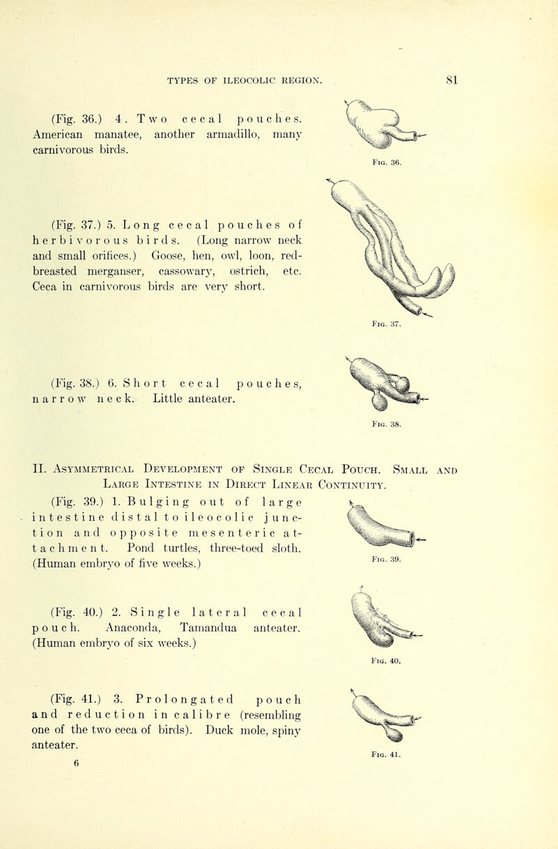 TYPES OF ILEOCOLIC REGION. (Fig. 36.) 4. Two cecal pouches. American manatee, another armadiUo, many carnivorous birds. Fig. 36. (Fig. 37.) 5. Long cecal pouches of herbivorous birds. (Long narrow neck and small orifices.) Goose, hen, owl, loon, red- breasted merganser, cassowary, ostrich, etc. Ceca in carnivorous birds are very short. Fig. 37. (Fig. 38.) 6. S h 0 r t cecal pouches, narrow neck. Little anteater. Fig. 38. IL Asymmetrical Development of Single Cec.\l Pouch. Sm.a.ll Large Intestine in Direct Linear Continuity. (Fig. 39.) L Bulging out of large intestine distal to ileocolic junc- tion and opposite mesenteric at- tach m e n t. Pond turtles, three-toed sloth. (Human embryo of five weeks.) Fig. 39. (Fig. 40.) 2. Single lateral cecal pouch. Anaconda, Tamandua anteater. (Human embryo of six weeks.) Fig. 40. (Fig. 4L) 3. Prolongated pouch and reduction in calibre (resembling one of the two ceca of birds). Duck mole, spiny anteater. 6