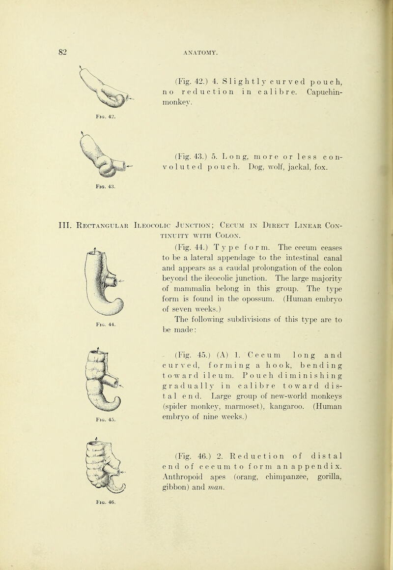 (Fig. 42.) 4. Slightly curved pouch, no reduction in calibre. Capuchin- monkey. (Fig. 43.) 5. Long, more or less con- voluted pouch. Dog, wolf, jackal, fox. Fig. 43. III. Rectangular Ileocolic Junction; Cecum in Direct Linear Con- tinuity AviTH Colon. (Fig. 44.) Type form. The cecum ceases to be a lateral appendage to the intestinal canal and appears as a caudal prolongation of the colon beyond the ileocolic junction. The large majorit}^ of mammalia belong in this group. The type form is found in the opossum. (Human embrA'o of seven weeks.) The following subdivisions of this type are to be made: Fig. 44. Fig. 45. (Fig. 45.) (A) I. Cecum long and c u r V e d, f o r m i n g a hook, bending toward i 1 e u m. Pouch diminishing g r a d u a 11 }' in calibre toward dis- tal end. Large group of new-world monkeys (spider monke}^, marmoset), kangaroo. (Human embryo of nine weeks.) (Fig. 46.) 2. Reduction of distal end of c e c u m to f o r m an a p p e n d i x. Anthropoid apes (orang, chimpanzee, gorilla, gibbon) and man.