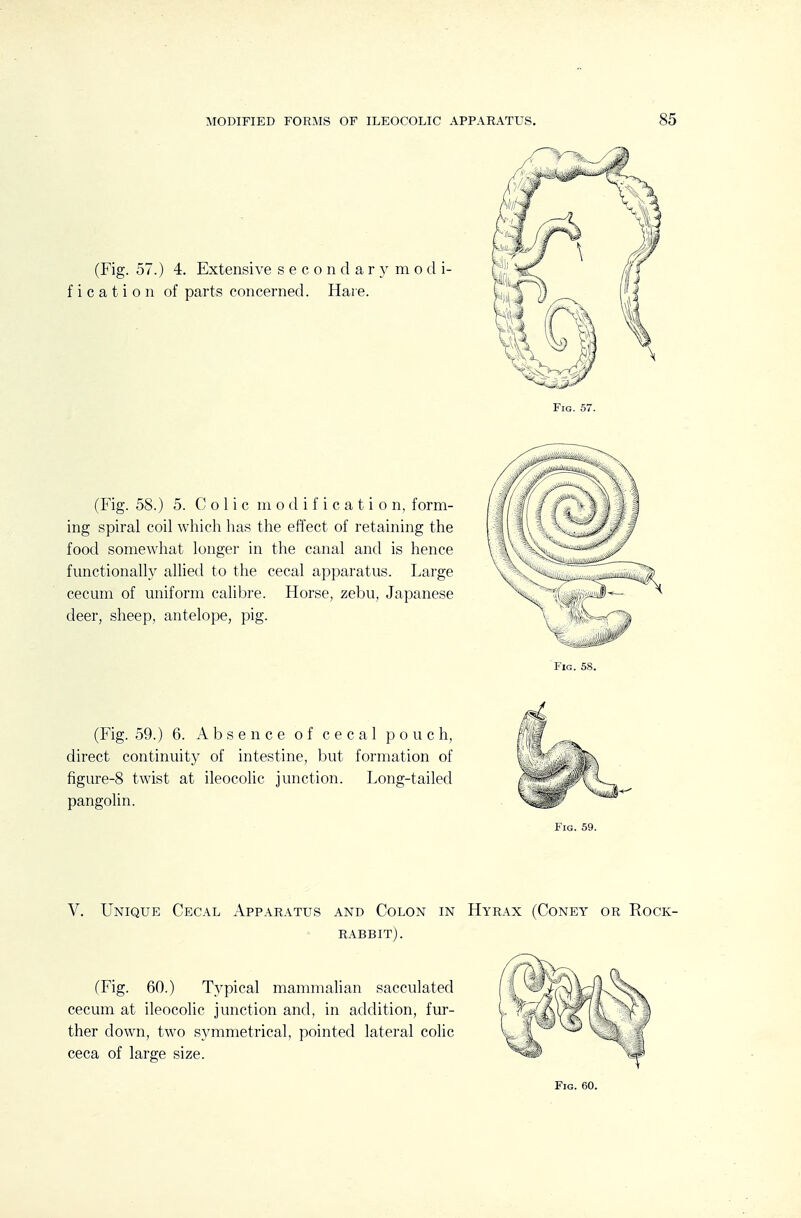 (Fig. 57.) 4. Extensive secondary modi- fication of parts concerned. Hare. (Fig. 58.) 5. Colic modification, form- ing spiral coil which has the effect of retaining the food somewhat longer in the canal and is hence functionally allied to the cecal apparatus. Large cecum of uniform calibre, deer, sheep, antelope, pig. Horse, zebu, Japanese Fig. 58. (Fig. 59.) 6. Absence of cecal pouch, direct continuity of intestine, but formation of figure-8 twist at ileocolic junction. Long-tailed pangolin. Fig. 59. V. Unique Cecal Apparatus and Colon in Hyrax (Coney or Rock- rabbit). (Fig. 60.) Typical mammalian sacculated cecum at ileocolic junction and, in addition, fur- ther down, two symmetrical, pointed lateral colic ceca of large size.