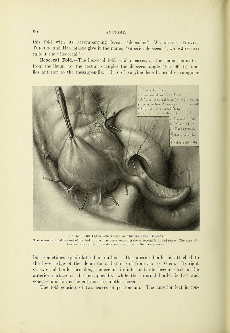 this fold with its accompanying fossa, ileocoUc. Waldeyer, Treves, TuFFiER, and Hartmann give it the name,  superior ileocecar'; while Joxesco calls it the ileocecal. Ileocecal Fold.—The ileocecal fold, which passes, as the name indicates, from the ileum to the cecum, occupies the ileocecal angle (Fig. 66, b), and lies anterior to the mesappendix. It is of varying length, usually triangular Fig. 66.—The Folds and Foss.e ok the Ileocecal Region. The cecum is lifted up out of its bed in the iliac fossa, exposing the retrocecal folds and fossae. The appendix has been drawn out of the ileocecal fossa to show the mesappendi.x. but sometimes quadrilateral in outline. Its superior border is attached to the lower edge of the ileum for a distance of from 5.5 to 10 cm. Its right or external border lies along the cecum; its inferior border becomes lost on the anterior surface of the mesappendix, while the internal border is free and concave and forms the entrance to another fossa. The fold consists of two leaves of peritoneum. The anterior leaf is con-