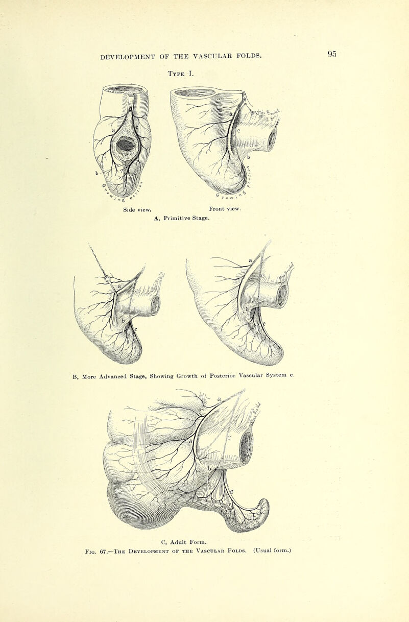 DEVELOPMENT OF THE VASCULAR FOLDS. Type T. Side view. Front view. A, Primitive Stage. C, Adult Form. Fig. 67.—The Development of the Vascular Folds. (Usual form.)