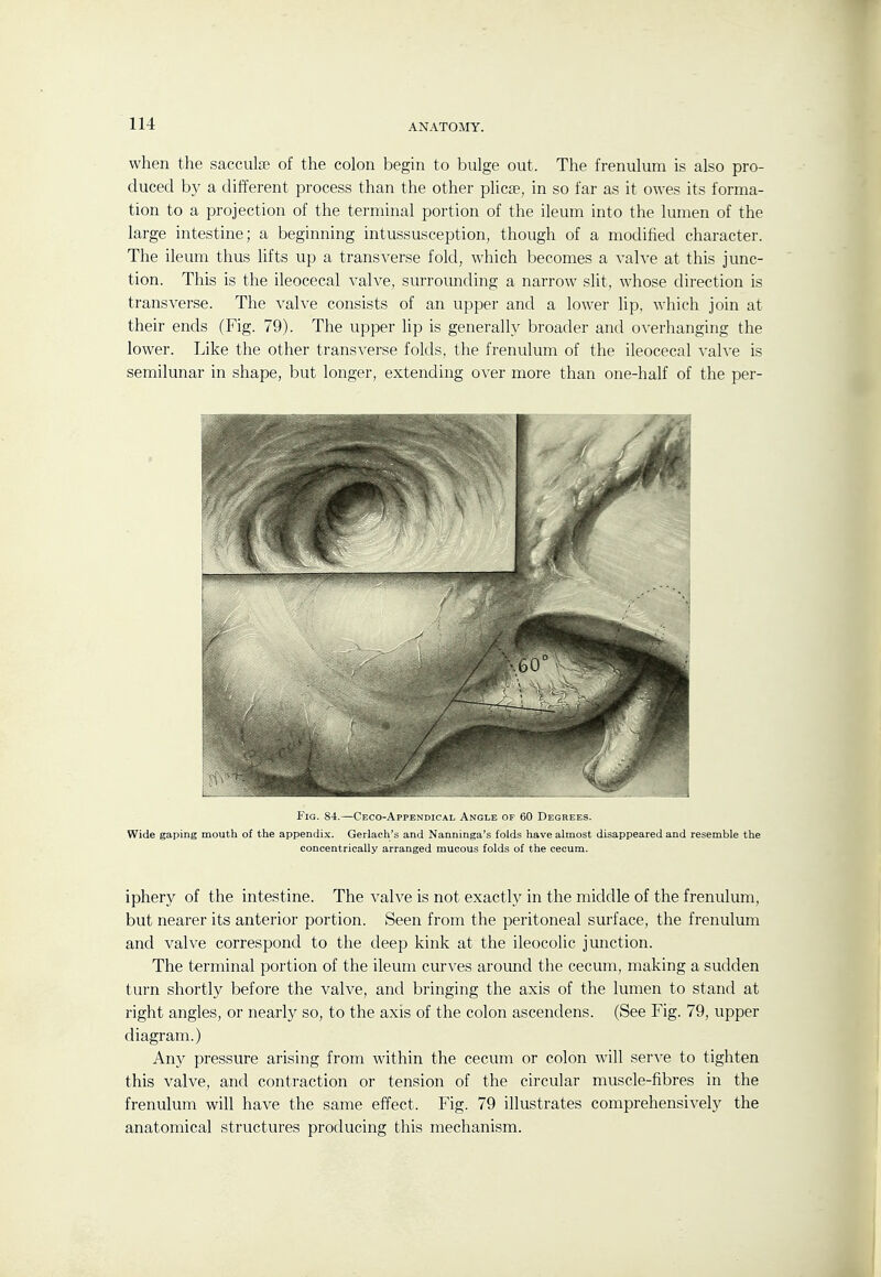 when the saccute of the colon begin to bulge out. The frenulum is also pro- duced by a different process than the other plicse, in so far as it owes its forma- tion to a projection of the terminal portion of the ileum into the lumen of the large intestine; a beginning intussusception, though of a modified character. The ileum thus lifts up a transverse fold, which becomes a valve at this junc- tion. This is the ileocecal valve, surrounding a narrow slit, whose direction is transverse. The valve consists of an upper and a lower lip, which join at their ends (Fig. 79). The upper lip is generally broader and o^•erhanging the lower. Like the other transverse folds, the frenulum of the ileocecal vah'e is semilunar in shape, but longer, extending over more than one-half of the per- FiG. 84.—Ceco-Appendicai, Angle of 60 Degrees. Wide gaping mouth of the appendix. Gerlach's and Nanninga's folds have almost disappeared and resemble the concentrically arranged mucous folds of the cecum. iphery of the intestine. The valve is not exactly in the middle of the frenulum, but nearer its anterior portion. Seen from the peritoneal surface, the frenulum and valve correspond to the deep kink at the ileocolic junction. The terminal portion of the ileum curves around the cecum, making a sudden turn shortly before the valve, and bringing the axis of the lumen to stand at right angles, or nearl}'- so, to the axis of the colon ascendens. (See Fig. 79, upper diagram.) Any pressure arising from within the cecum or colon will serve to tighten this valve, and contraction or tension of the circular muscle-fibres in the frenulum will have the same effect. Fig. 79 illustrates comprehensively the anatomical structures producing this mechanism.