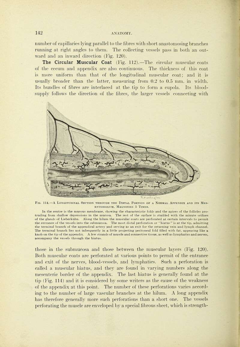 number of capillaries lying parallel to the fibres with short anastomosing branches running at right angles to them. The collecting vessels pass in both an out- ward and an inward direction (Fig. 120). The Circular Muscular Coat (Fig. 112).—The circular muscular coats of the cecum and appendix are also continuous. The thickness of this coat is more uniform than that of the longitudinal muscular coat; and it is usually broader than the latter, measuring from 0.2 to 0.5 mm. in width. Its bundles of fibres are interlaced at the tip to form a cupola. Its blood- supply follows the direction of the fibres, the larger vessels connecting with Fig. 114.—A Longitudinal Section through the Distal Portion of a Normal Appendix and its Mes- ENTERIOLUM, MAGNIFIED 5 TiMES. In the centre is the mucous membrane, showing the characteristic folds and the apices of the follicles pro- truding from shallow depressions in the mucosa. The rest of the surface is studded with the minute orifices of the glands of Lieberktihn. Along the hilum the muscular coats are perforated at certain intervals to permit the entrance of the vessels into the submucosa. The most distal perforation or hiatus is at the tip, admitting the terminal branch of the appendical artery and serving as an exit for the returning vein and lymph channel. The terminal branch lies not infrequently in a little projecting peritoneal fold filled with fat, appearing like a knob on the tip of the appendix. A few strands of muscle and connective tissue, as well as lymphatics and nerves, accompany the vessels through the hiatus. those in the submucosa and those between the muscular layers (Fig. 120). Both muscular coats are perforated at various points to permit of the entrance and exit of the nerves, blood-vessels, and lymphatics. Such a perforation is called a muscular hiatus, and they are found in varying numbers along the mesenteric border of the appendix. The last hiatus is generally found at the tip (Fig. 114) and it is considered by some writers as the cause of the weakness of the appendix at this point. The number of these perforations varies accord- ing to the number of large vascular branches at the hilum. A long appendix has therefore generally more such perforations than a short one. The vessels perforating the muscle are enveloped by a special fibrous sheet, which is strength-