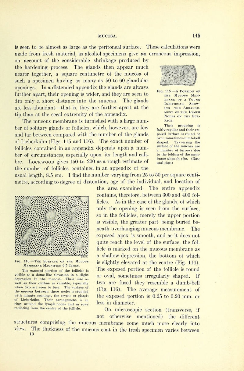 FiG; 115.—A Portion of THE Mucous Mem- brane of a Young Individual, Show- ing THE Arrange- ment of the Lymph Nodes on the Sur- face. Their grouping is fairly regular and their ex- posed .surface is round or oval, sometimes dumb-bell shaped. Traversing the surface of the mucosa are a number of furrows due to the folding of the mem- brane when in situ. (Nat- ural size.) is seen to be almost as large as the peritoneal surface. These calculations were made from fresh material, as alcohol specimens give an erroneous impression, on account of the considerable shrinkage produced by the hardening process. The glands then appear much nearer together, a square centimetre of the mucosa of such a specimen having as many as 50 to 60 glandular openings. In a distended appendix the glands are always further apart, their opening is wider, and they are seen to dip only a short distance into the mucosa. The glands are less abundant—that is, they are farther apart at the tip than at the cecal extremity of the appendix. The mucous membrane is furnished with a large num- ber of solitary glands or follicles, which, however, are few and far between compared with the number of the glands of Lieberkiihn (Figs. 115 and 116). The exact number of foUicles contained in an appendix depends upon a num- ber of circumstances, especially upon its length and cali- bre. LoCKWooD gives 150 to 200 as a rough estimate of the number of follicles contained in an appendix of the usual length, 8.5 cm. I find the number varying from 25 to 50 per square centi- metre, according to degree of distention, age of the individual, and location of the area examined. The entire appendix contains, therefore, between 300 and 400 fol- licles. As in the case of the glands, of which only the opening is seen from the surface, so in the follicles, merely the upper portion is visible, the greater part being buried be- neath overhanging mucous membrane. The exposed apex is smooth, and as it does not quite reach the level of the surface, the fol- licle is marked on the mucous membrane as a shallow depression, the bottom of which is slightly elevated at the centre (Fig. 114). The exposed portion of the follicle is round or oval, sometimes irregularly shaped. If two are fused they resemble a dumb-bell (Fig. 116). The average measurement of the exposed portion is 0.25 to 0.20 mm. or less in diameter. On microscopic section (transverse, if not otherwise mentioned) the different structures comprising the mucous membrane come much more clearly into view. The thickness of the mucous coat in the fresh specimen varies between Fig. 116.—The Surface of the Mucous Membrane Magnified 6.5 Times. The exposed portion of the follicles is visible as a dome-like elevation in a slight depression in the mucosa. Their size as well as their outline is variable, especially when two are seen to fuse. The surface of the mucosa between these nodes is studded with minute openings, the crypts or glands of Lieberkiihn. Their arrangement is in rings around the lymph nodes and in rows radiating from the centre of the follicle.