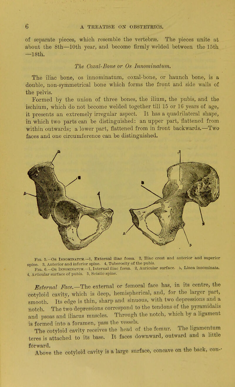 of separate pieces, which resemble the vertebrae. The pieces unite at about the 8th—10th year, and become firmly welded between the 15th —18th. The Goxal-Bone or Os Innominatum. The iliac bone, os innominatum, coxal-bone, or haunch bone, is a double, non-symmetrical bone which forms the front and side walls of the pelvis. Formed by the union of three bones, the ilium, the pubis, and the ischium, which do not become welded together till 15 or 16 years of age, it presents an extremely irregular aspect. It has a quadrilateral shape, in which two parts can be distingaished: an upper part, flattened from within outwards; a lower part, flattened from in front backwards.—Two faces and one circumference can be distinguished. Fig. 5.—Os Innominatum.—1, External iliac fossa. 3, Hiac crest and anterior and superior spine. 3, Anterior and inferior spine. 4, Tuberosity of the pubis. Fig. 6.—Os Innominatdm.—1, Internal iliac fossa. 2, Auricular surface, b, Linea innominata. 4, Articular surface of pubis. 5, Sciatic spine. External i^fece.—The external or femoral face has, in its centre, the cotyloid cavity, which is deep, hemispherical, and, for the larger part, smooth. Its edge is thin, sharp and sinuous, with two depressions and a notch. The two depressions correspond to the tendons of the pyramidahs and psoas and iliacus muscles. Through the notch, which by a ligament is formed into a foramen, pass the vessels. The cotyloid cavity receives the head of the femur. The ligamentum teres is attached to its base. It faces downward, outward and a little forward. Above the cotyloid cavity is a large surface, concave on the back, con--