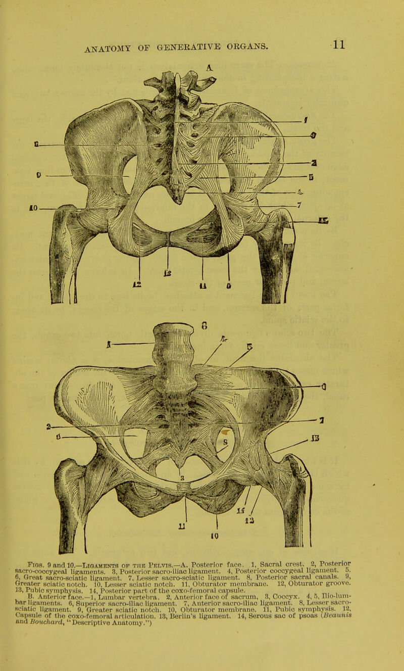 Fiofl. 9 and 10.—LiOAMENTS of the Pelvis.—A. Posterior face. 1, Sacral crest. 2, Posterior sacro-coccyKcal ligaments. 3, Posterior sacro-iliac ligament. 4, Posterior coccygeal llgaineut. D. 6, Gn-at sn<;ro-K(Miil,ic ligament. 7. Lesser sacro-sciatic iiKarnent. 8, Posterior sacral luuials. 5), Greater scial io iioleti. 10, Lesser sciatic notcli. 11, Obturator lueinbniue. 12, Obturator groove. 13, Pubic sympiiysis. 14, Posterior part of the coxo-fenioral capsule. B. Anterior face.—1, Lumbar vertebra. 2, Anterior face of sacrum, 3, Coccyx. 4,15, Hlo-lum- bar ligaments. (I, Superior sacro-iliac ligament. 7, Anterior saoro-iliao liKaTuent. 8, Le.sser sacro- seiatie ligament. 9, Greater sciatic notch. 10, Olitunitor membrane. 11, ruble .sympiiysis. 12, Capsule of the coxo-fe.moral arllculatiou. 18, Berlin's ligament. 14, Serous sac of psoas (Ueaunis and Bouchard, Descriptive Anatomy.)