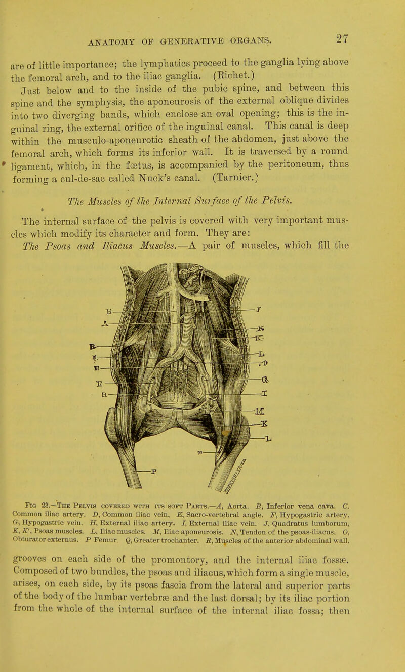 are of little importance; the lymphatics proceed to the ganglia lying above the femoral arch, and to the iliac ganglia. (Richet.) Just below and to the inside of the pubic spine, and between this spine and the symphysis, the aponeurosis of the external oblique divides into two diverging bands, which enclose an oval opening; this is the in- guinal ring, the external orifice of the inguinal canal. This canal is deep within the musculo-aponeurotic sheath of the abdomen, just above the femoral arch, which forms its inferior wall. It is traversed by a round * ligament, which, in the foetus, is accompanied by the peritoneum, thus forming a cul-de-sac called ISTuck's canal. (Tarnier.) The Muscles of tlie Internal Swface of the Pelvis. The internal surface of the pelvis is covered with very important mus- cles which modify its character and form. They are: The Psoas and lliacus Muscles.—A pair of muscles, which fill the Fig 23.—The Pelvis covered with its soft Parts.—^, Aorta. B, Inferior vena cava. C. Common iliac artery. D, Common iliac vein, J7, Sacro-vertebral angle, if, Hypogastric artery, (I, Hypogastric vein. H, External iliac artei-y. 7, External iliac vein. J, Quadratus lumboruni, K, K\ Psoas muscles. Z,, Iliac muscles. M, Iliac aponeurosis. JV, Tendon of the psoas-iliacus. O, Obturator externus. P Femur §, Greater trochanter, i?, Mi^pcles of the anterior abdominal wall. grooves on each side of the promontory, and the internal iliac fossa?. Composed of two bundles, the psoas and iliacus,which form a single muscle, arises, on each side, by its psoas fascia from the lateral and superior parts of the body of the lumbar vertebrae and the last dorsal; by its iliac portion from the whole of the internal surface of the internal iliac fossa; then