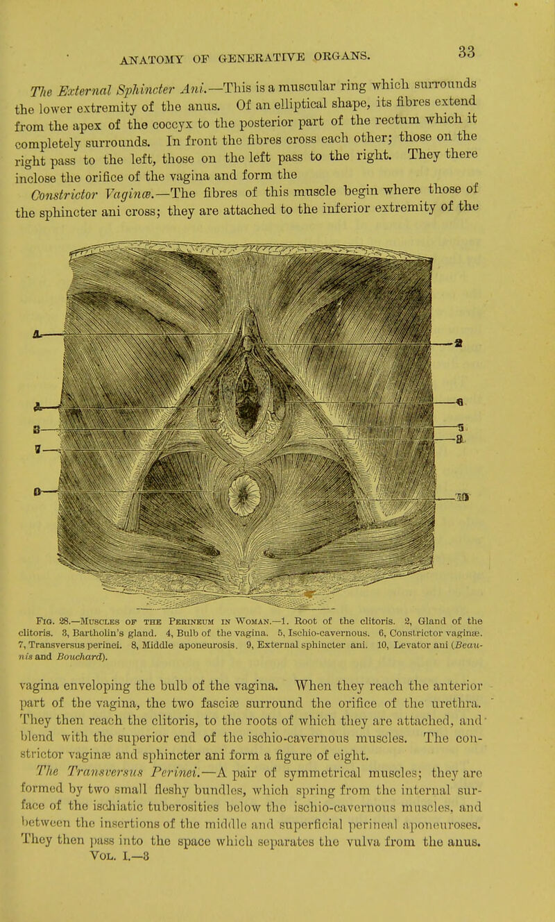 Tlie External Sphincter Anl.—Thi^ is a muscular ring which suiTOunds the lower extremity of the anus. Of an elliptical shape, its fibres extend from the apex of the coccyx to the posterior part of the rectum which it completely surrounds. In front the fibres cross each other; those on the right pass to the left, those on the left pass to the right. They there inclose the orifice of the vagina and form the Constrictor Vaginm.—The fibres of this muscle begin where those of the sphincter ani cross; they are attached to the inferior extremity of the Fig. 28.—Muscles of the Perineum in Woman.—1. Root of the clitoris. 2, Gland of the clitoris. 3, Bartholin's gland. 4, Bulb of the vagina. 5, Ischio-cavernous. 6, Constrictor vaginae. 7, Transversus perinei. 8, Middle aponeurosis. 9, External sphincter ani. 10, Levator aui (Beatt- n is and Bouchard). vagina enveloping the bulb of the vagina. When they reach the anterior part of the vagina, the two fascifs surround the orifice of the urethra. Tliey then reach the clitoris, to the roots of which they are attached, and' l)lend with the superior end of the ischio-cavernous muscles. The con- ■strictor vagin£B and sphincter ani form a figure of eight. The Transversus Perinei.—A pair of symmetrical muscles; they are formed by two small fleshy bundles, which spring from the internal sur- face of the isdiiatic tuberosities below the ischio-cavornous mnsolos. and l)etwoon the insertions of tbe middle and superficial porincil iipon(niroses. They then pass into the space which separates the vulva from the auus. Vol. I.—3