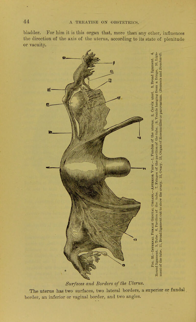 bladder. For him it is this organ that, more than any other, influences the direction of the axis of tlic uterus, according to its state of plenitude or vacuity. Surfaces and Borders of the Uterus. The uterus has two surfaces, two lateral borders, a superior or fundal. border, an inferior or vaginal border, and two angles.