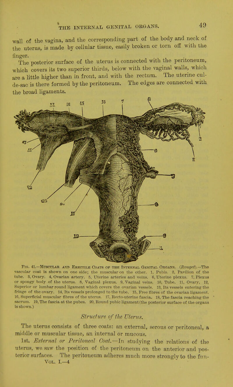 wall of the vagina, and the corresponding part of the body and neck of the uterus, is made by cellular tissue, easily broken or torn off with tlie finger. The posterior surface of the uterus is connected with the peritoneum, which covers its two superior thirds, below with the vaginal walls, which are a little higher than in front, and with the rectum. The uterine cul- de-sac is there formed by the peritoneum. The edges are connected with the broad ligaments. Fig. 41.—Muscular axd Erectile Coats of the Internal Genital Oroans. (Rouget).—The vascular coat is shown on one side; the mnscnlar on the other. 1, Pubis. 2, Pavilion of the tube. 3, Ovary. 4, Ovarian artery. 5, Uterine arteries and veins. 6, Uterine plexus. 7, Plexus or spongy body of the uterus. 8, Vaginal plexus. 9, Vaginal veins. 10, Tube. 11, Ovary. 12, Superior or lumbar round ligament which covers the ovarian ve.ssels. 13, Its vessels entering the fringe of the ovary. 14, Its vessels prolonged to the tube. 15, Free fibres of the ovarian ligament. 16, Superficial muscular fibres of the uterus. 17, Recto-uterine fascia. 18, The fascia reaching the sacrum. 19, The fascia at the pubes. 20, Round pubic ligament(the posterior surface of the organs is shown.) Struciure of the Uterus. The uterus consists of three coats: an external, serous or peritoneal, a middle or muscular tissue, an internal or mucous. Ist. External or Peritoneal Coat.—'in studying the relations of the uterus, wo saw the position of tlio peritoneum on the anterior and pos- terior surfaces. The peritoneum adheres much more strongly to the fnn- VoL. L—4