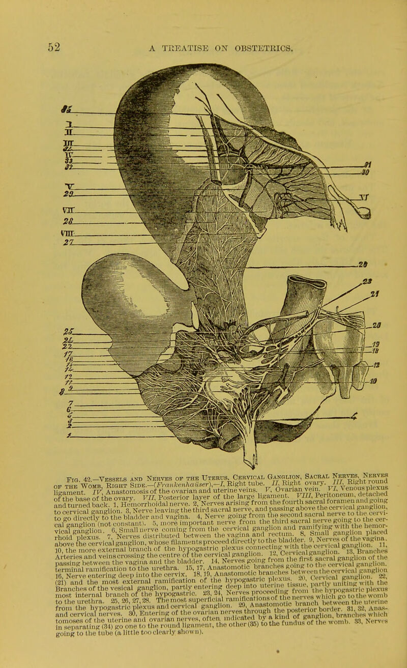 U2^ Fig. 42.-VBSSELS and Nerves op the Uterus Cervical Ganolion Sacral NeR^ NsBj^s vical ganglion. 0, Small nerve coming from the cervical ganglion and >iii'f>'°f 'V^V»e 1 enior rhoi 1 nlexus 7 Nerves dislributed between the vagma and  cctnn . 8, Small K?'' above the cervical gaugllon, whose fllamentsproceed directly to the bladder fl, Nerves of tl'^.^aP^' ^O^'The mo™r^al f.randi of the l>yPK-f'--.P>f^-^'[;''r'-'',V,'^ ncl es AiWies and veinscrossing thecentre of the cervical ganglion. ^^^^^ f p^8™g beuvee the vagina and the bladder. 14. Nerves going from the nr.st fn^;^ ^anf Kinal ramification to the tn-ethra., l''^-17 Amw.tomot.c bmnche^^ 16, Nerve entering deep into the cervix. 18,1;,'^^^r,.„i?Hrnl^^^^^^ 22, (21) and the most external ramincation of the '>Vpo(Iiusti c p .vns^^ .^^^^ pa-Uv uniting with the Branches of the vesical ganglion, partly ent^ering f'';'^ >'.f ,° J^^ / ' he -y ogastric plexns most internal branch of the hypogastric. aS 24 Ne J''«, f. ^v^^^ go to the womb to the urethra. ST,, 26, 27,28. The mosl; superficial -aniincal ons t .^^^ between the titerine from the hypogastric nlexus and cervical S-^.-'K' :„„f A'^.^^'7 ' ' 81, 32. Ana.«- and cervicaf nerves.. 36, Entering of the ovarum nerve^^^^^ k of ganp^on, brnnd.e.s which tomoses of the uterine and ovarian nerves, f \''''^^^is*';^?,^^^ 9.% Nerv. s in separating (.34) go one to the round hgatnenf, the other (85) to tue tunnus oi i« u going to the tube (a little tnocleai ly shown).